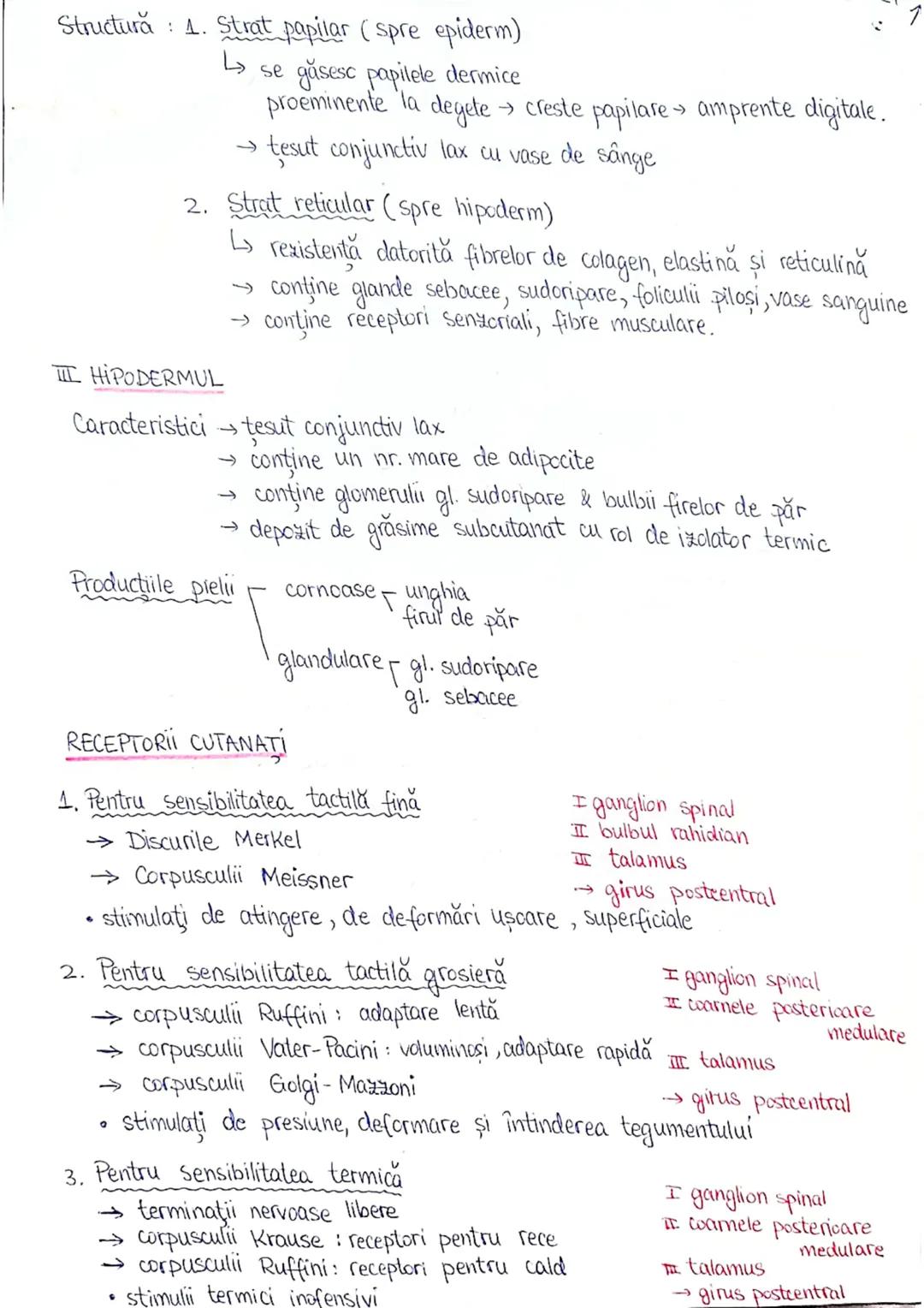 # PLANURI SI RAPORTURI ANATOMICE
## TOPOGRAFIA ORGANELORN
Axele corpului omenesc.
lateral drept
anterior (ventral)
Superior (cranial)
p