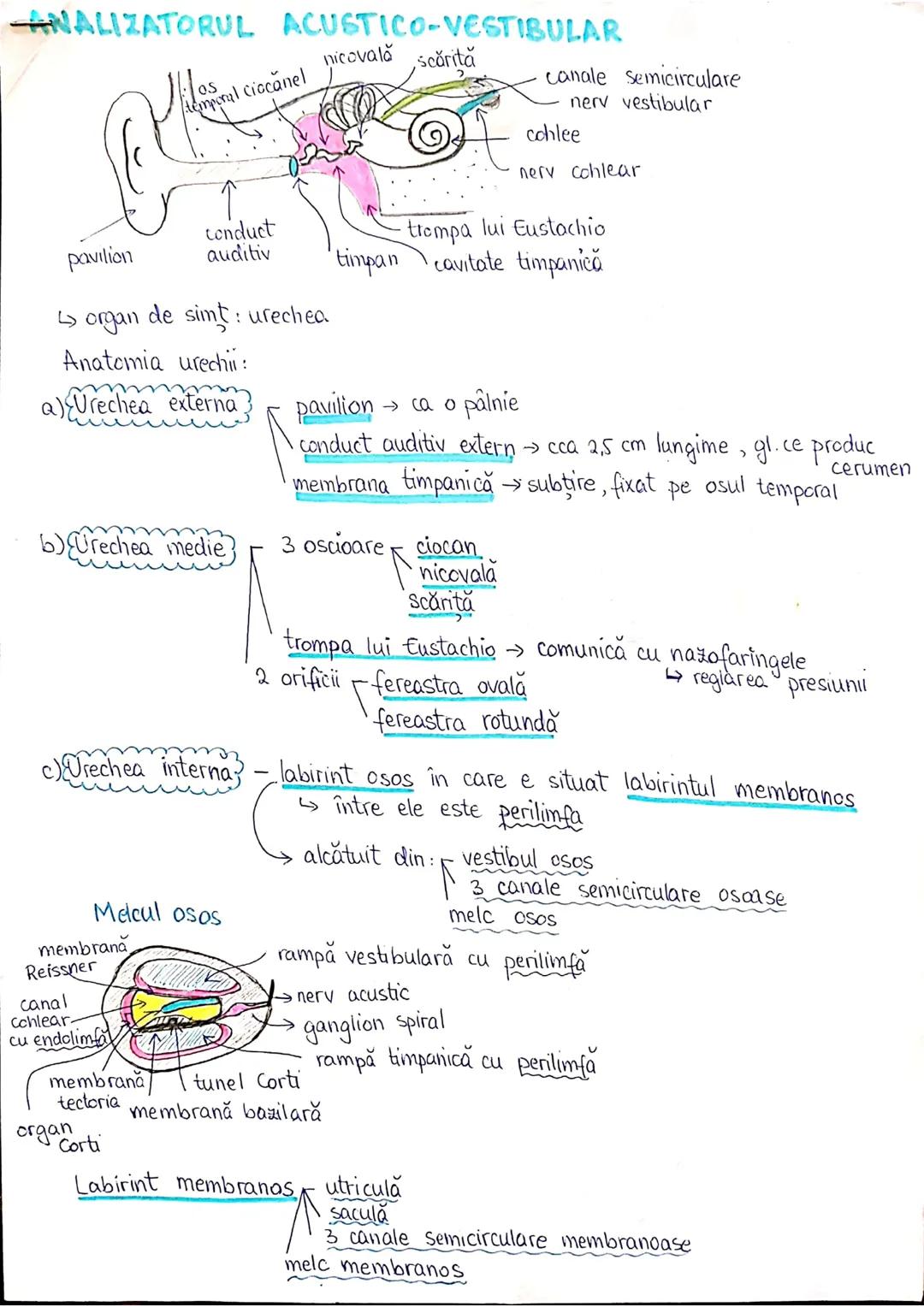# PLANURI SI RAPORTURI ANATOMICE
# TOPOGRAFIA ORGANELORN
Axele corpului omenesc.
Superior (cranial)
posterior(dorsal)
* ax longitudinal (al