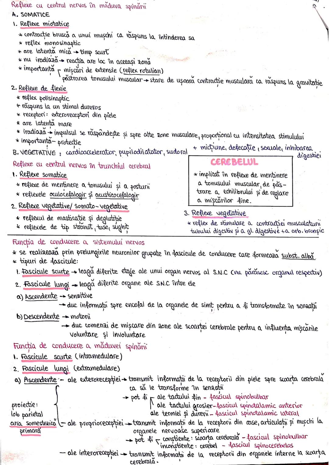 # PLANURI SI RAPORTURI ANATOMICE
# TOPOGRAFIA ORGANELORN
Axele corpului omenesc.
Superior (cranial)
posterior(dorsal)
* ax longitudinal (al