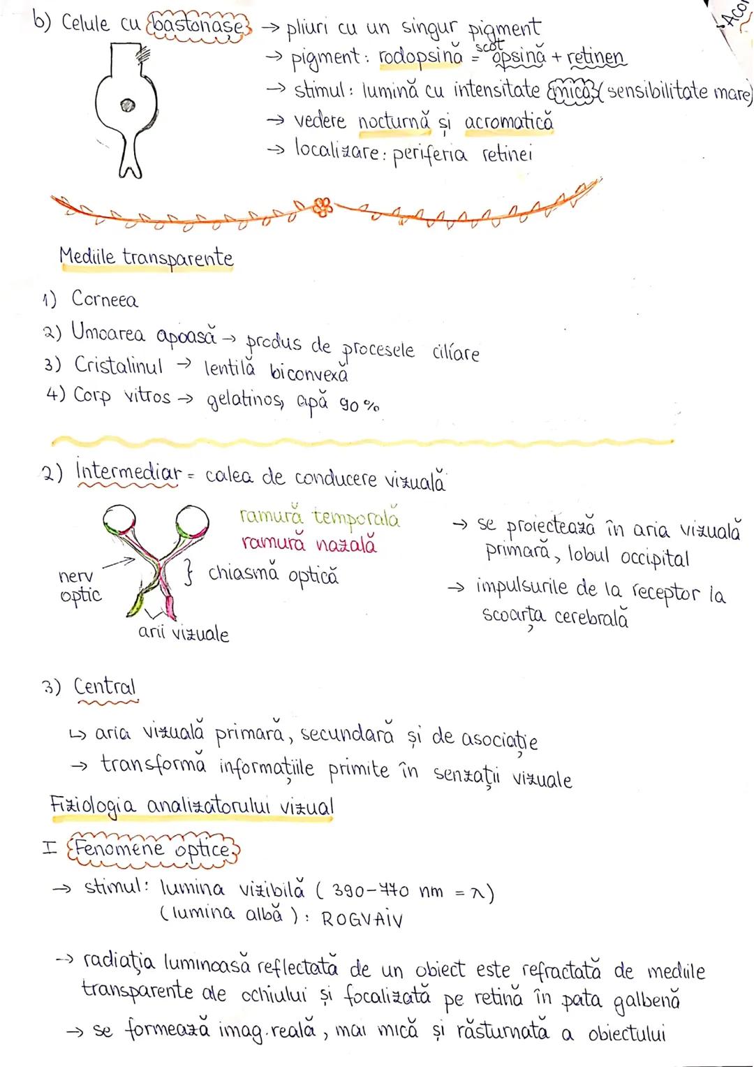 # PLANURI SI RAPORTURI ANATOMICE
# TOPOGRAFIA ORGANELORN
Axele corpului omenesc.
Superior (cranial)
posterior(dorsal)
* ax longitudinal (al