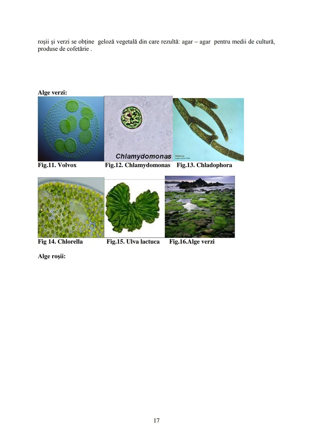 # I.
# II.
# III.
CELULA - UNITATEA STRUCTURALĂ ȘI FUNCȚIONALĂ A VIEŢII
EREDITATEA ŞI VARIABILITATEA
DIVERSITATEA LUMII VII
BIOLOGIA este șt
