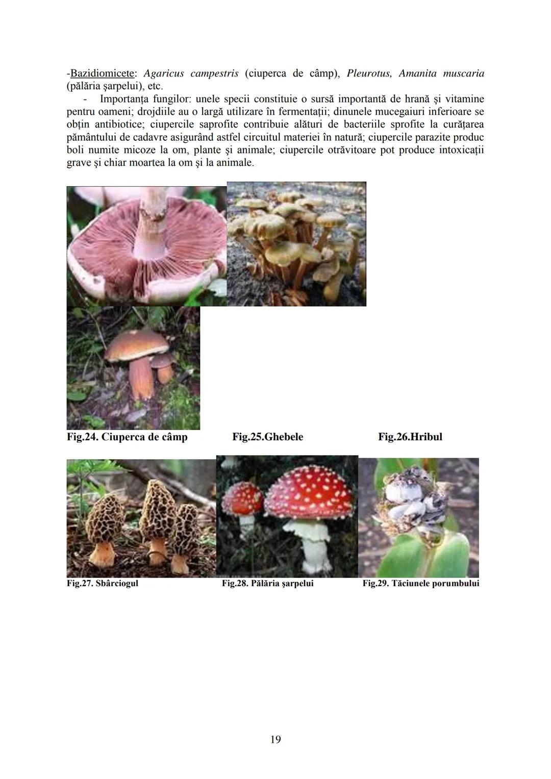 # I.
# II.
# III.
CELULA - UNITATEA STRUCTURALĂ ȘI FUNCȚIONALĂ A VIEŢII
EREDITATEA ŞI VARIABILITATEA
DIVERSITATEA LUMII VII
BIOLOGIA este șt