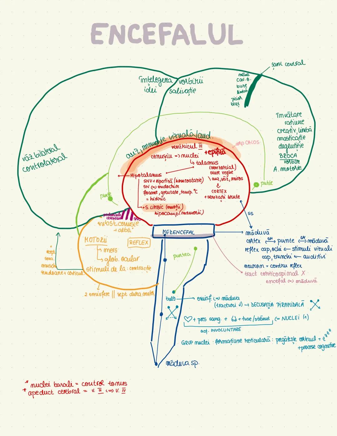 Desene anatomie (bac+admitere)