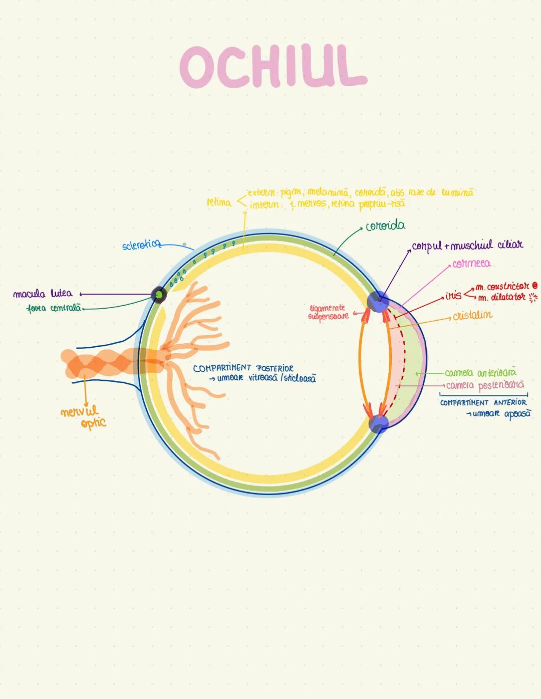 --- OCR Start ---
väz bilateral
controlateral
ENCEFALUL
plunte
intelegera vorbirii
idei salivație
ventricul
cenuşiu-nuclei tepifita
auz, mem