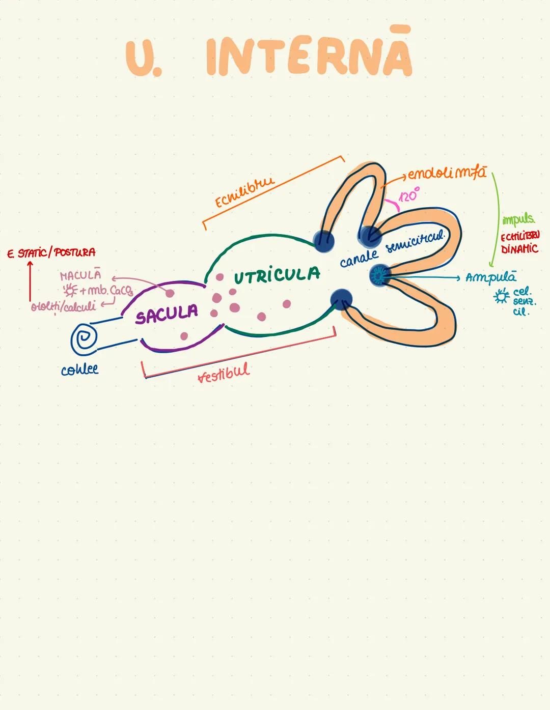 --- OCR Start ---
väz bilateral
controlateral
ENCEFALUL
plunte
intelegera vorbirii
idei salivație
ventricul
cenuşiu-nuclei tepifita
auz, mem