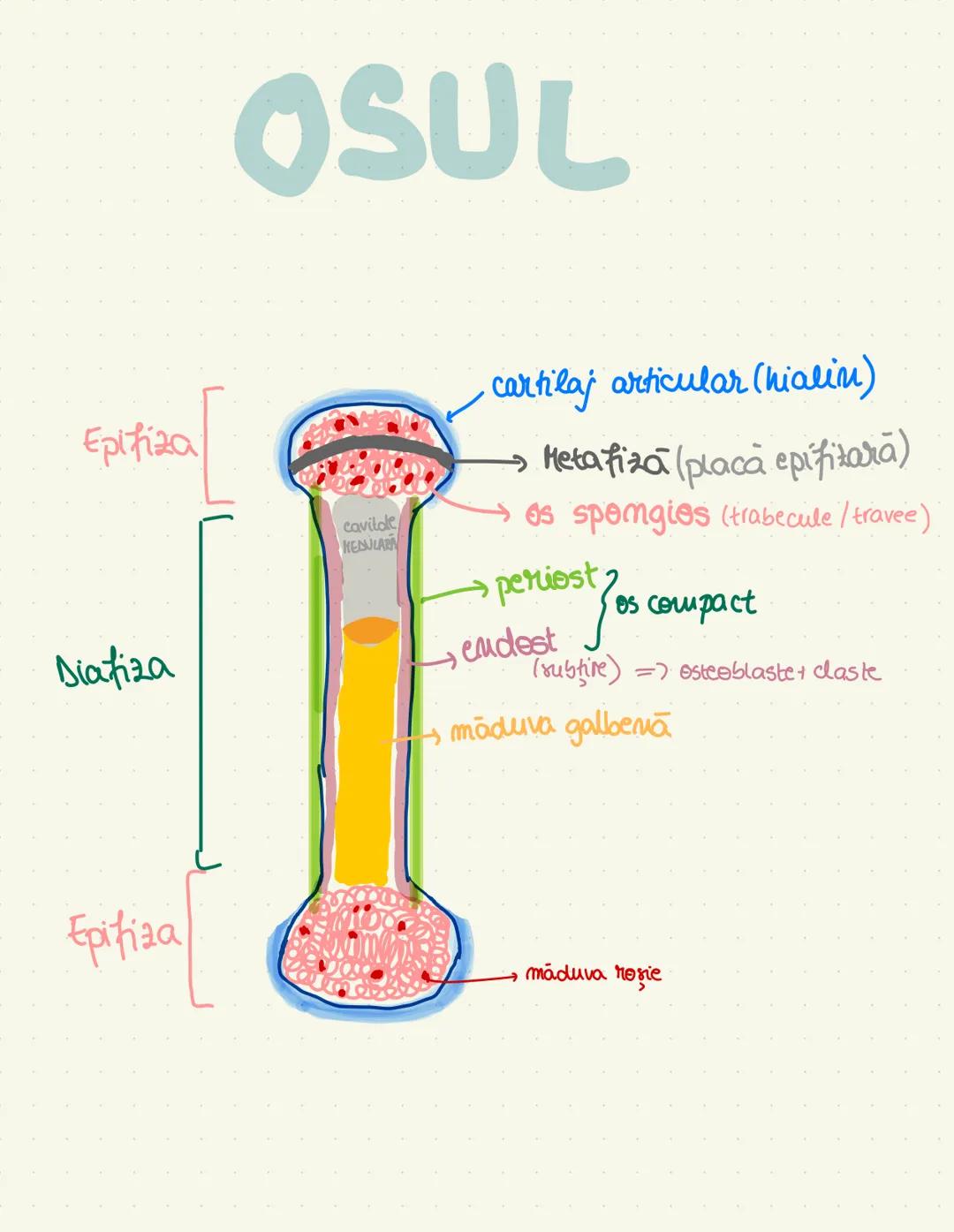 --- OCR Start ---
väz bilateral
controlateral
ENCEFALUL
plunte
intelegera vorbirii
idei salivație
ventricul
cenuşiu-nuclei tepifita
auz, mem