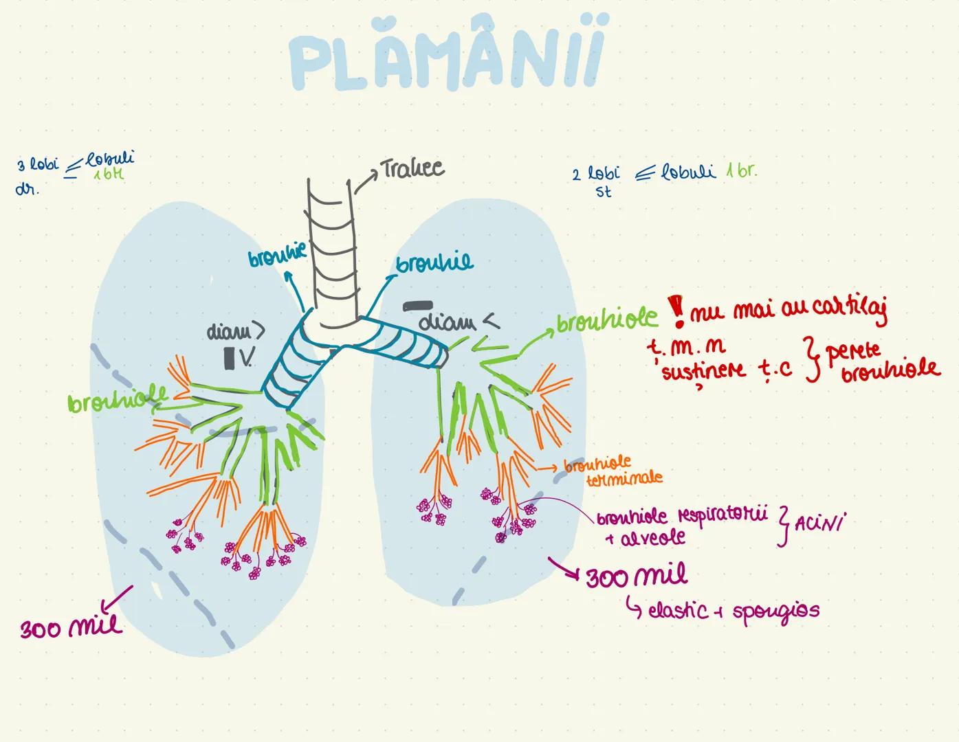 --- OCR Start ---
väz bilateral
controlateral
ENCEFALUL
plunte
intelegera vorbirii
idei salivație
ventricul
cenuşiu-nuclei tepifita
auz, mem