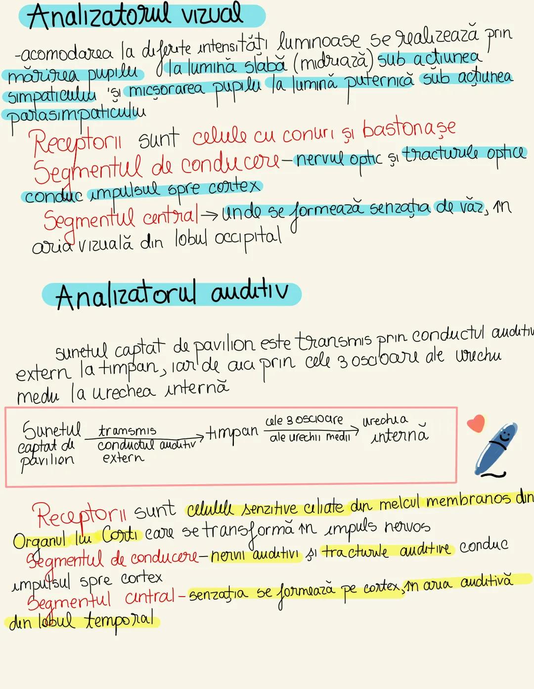 --- OCR Start ---
Sistemul nervos (SN)
Clasificare
după topografie
central perifouc
encefal măduva
Spināru
nervi ganglioni
Onervos
după fiz