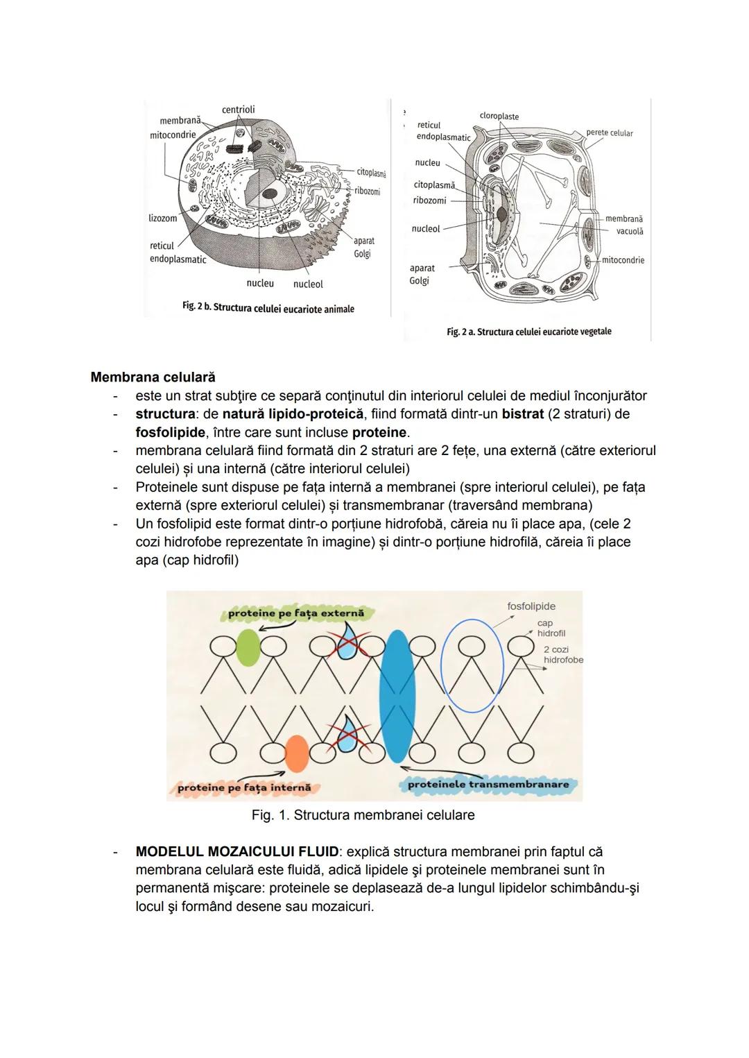 --- OCR Start ---
Celula
Deşi organismele vii diferă ca aspect și mod de viață, acestea se aseamănă prin
structura și funcțiile pe care le î