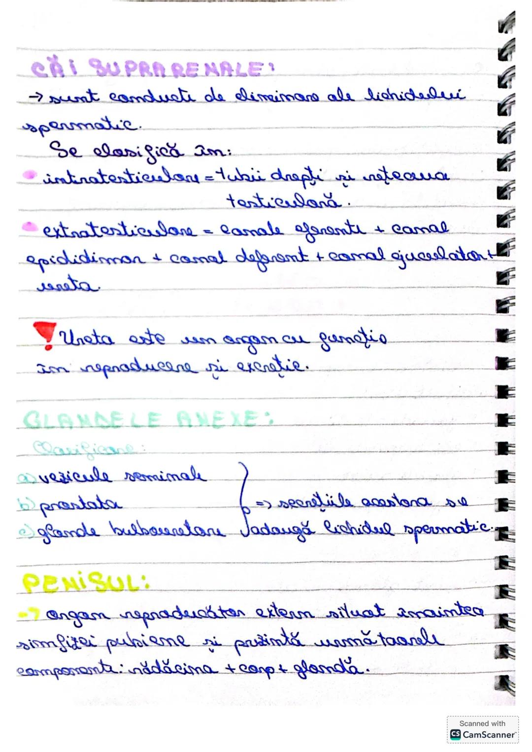 SISTEMUL
REPRODUCATOR
Sistemul repraducătar masculin este
alcătuit din:
- gonade = testicule
- cai suprarenale
- glande anexe
- organ reprod
