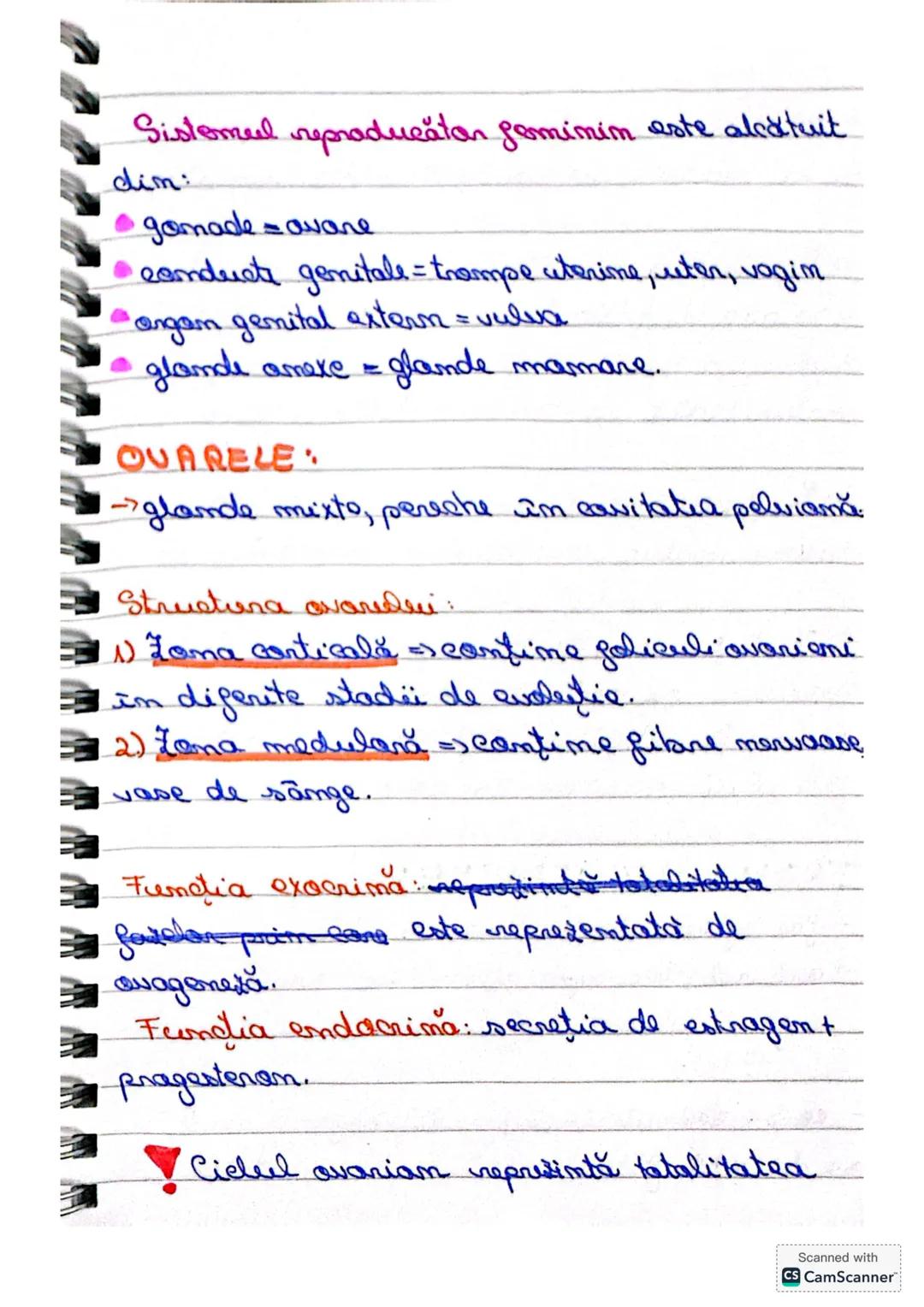 SISTEMUL
REPRODUCATOR
Sistemul repraducătar masculin este
alcătuit din:
- gonade = testicule
- cai suprarenale
- glande anexe
- organ reprod