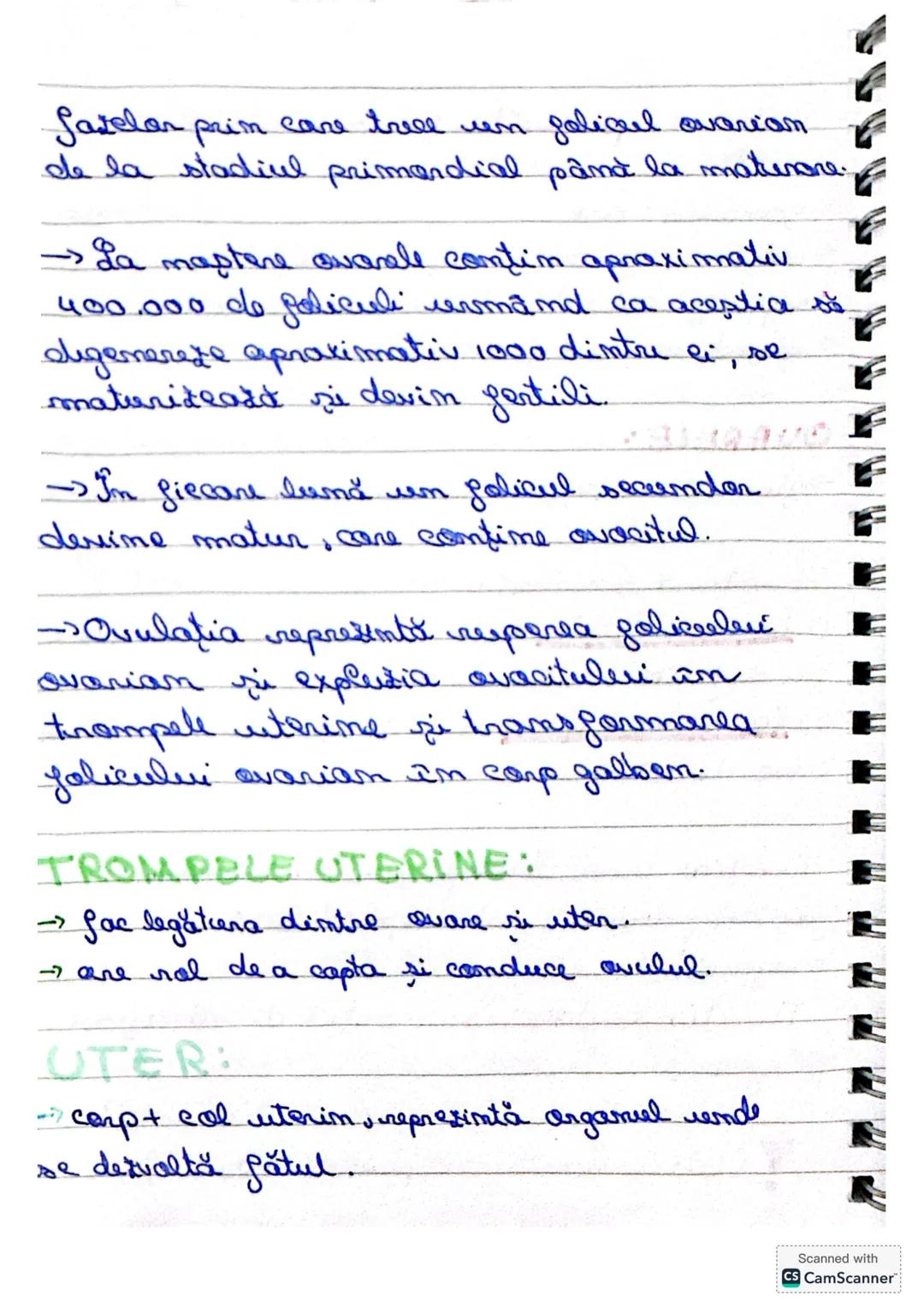 SISTEMUL
REPRODUCATOR
Sistemul repraducătar masculin este
alcătuit din:
- gonade = testicule
- cai suprarenale
- glande anexe
- organ reprod