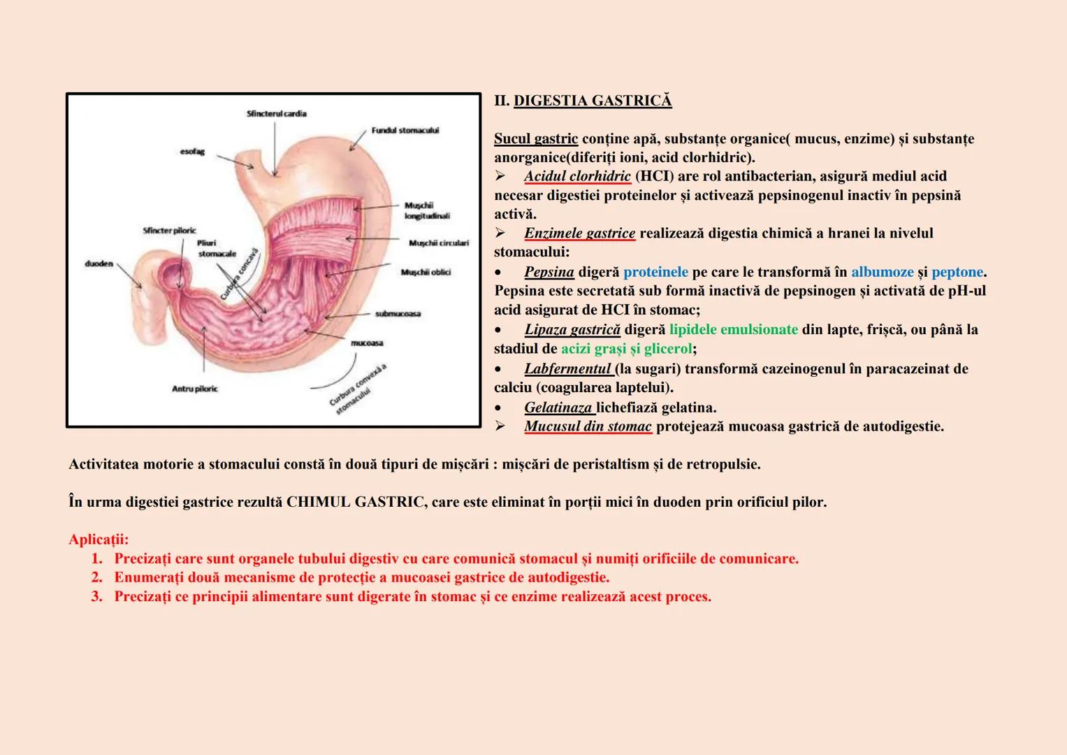 duoden
esofag
Sfincter piloric
Pliuri
stomacale
Antru piloric
Sfincterul cardia
Fundul stomacului
Curbura concavă
Muschii
longitudinali
Muşc