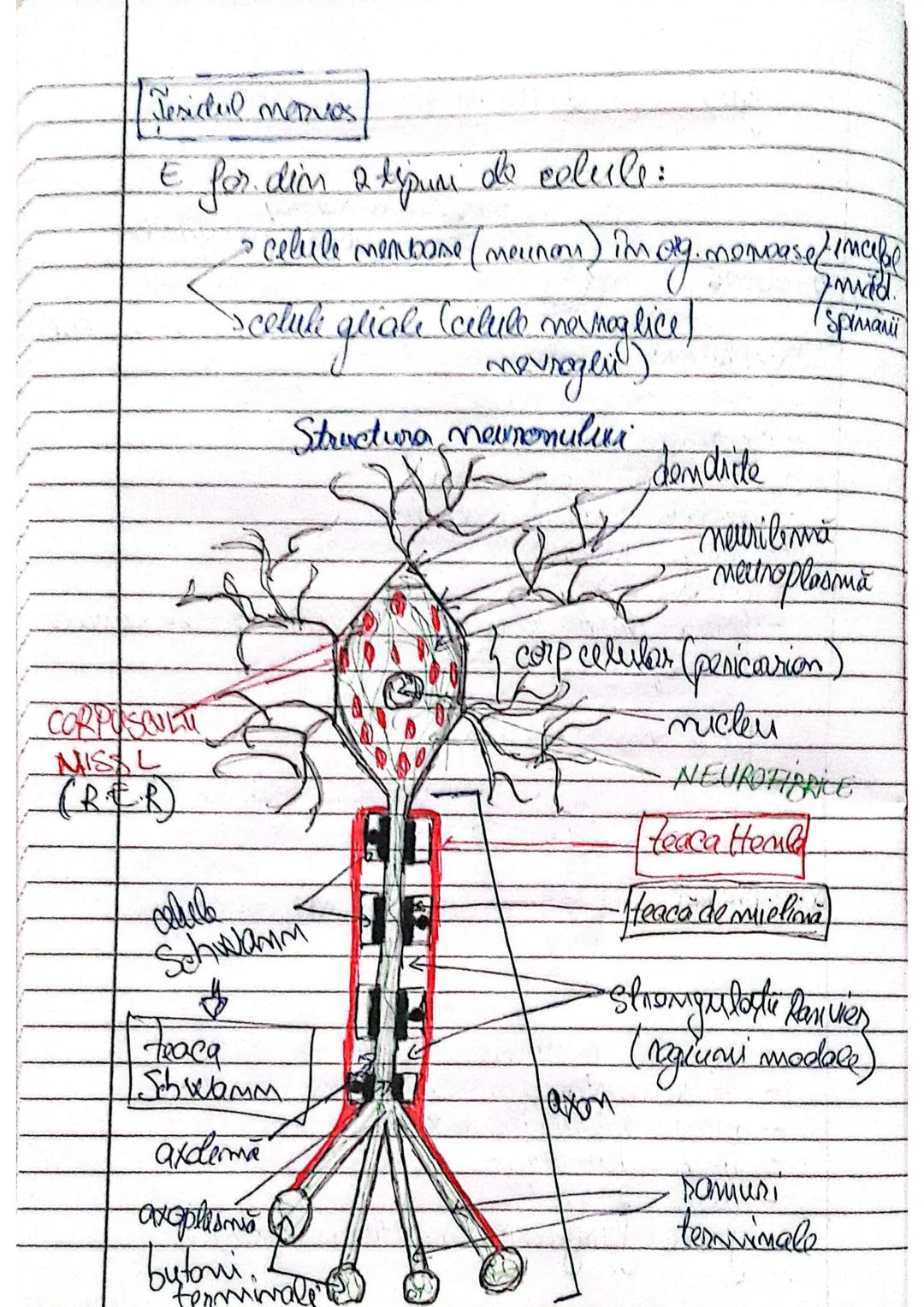 Tesutul nervos
E for. din 2 tipuri de celule:
- celule membose (neuron) in org. mono si in celule nervoase multiple
- celule gliale (celul