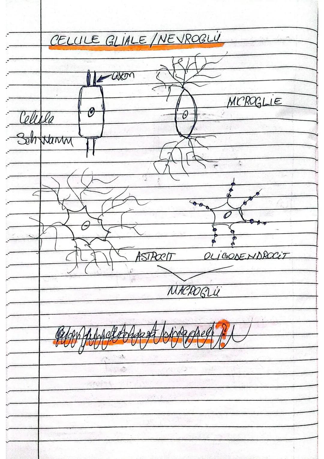 Tesutul nervos
E for. din 2 tipuri de celule:
- celule membose (neuron) in org. mono si in celule nervoase multiple
- celule gliale (celul