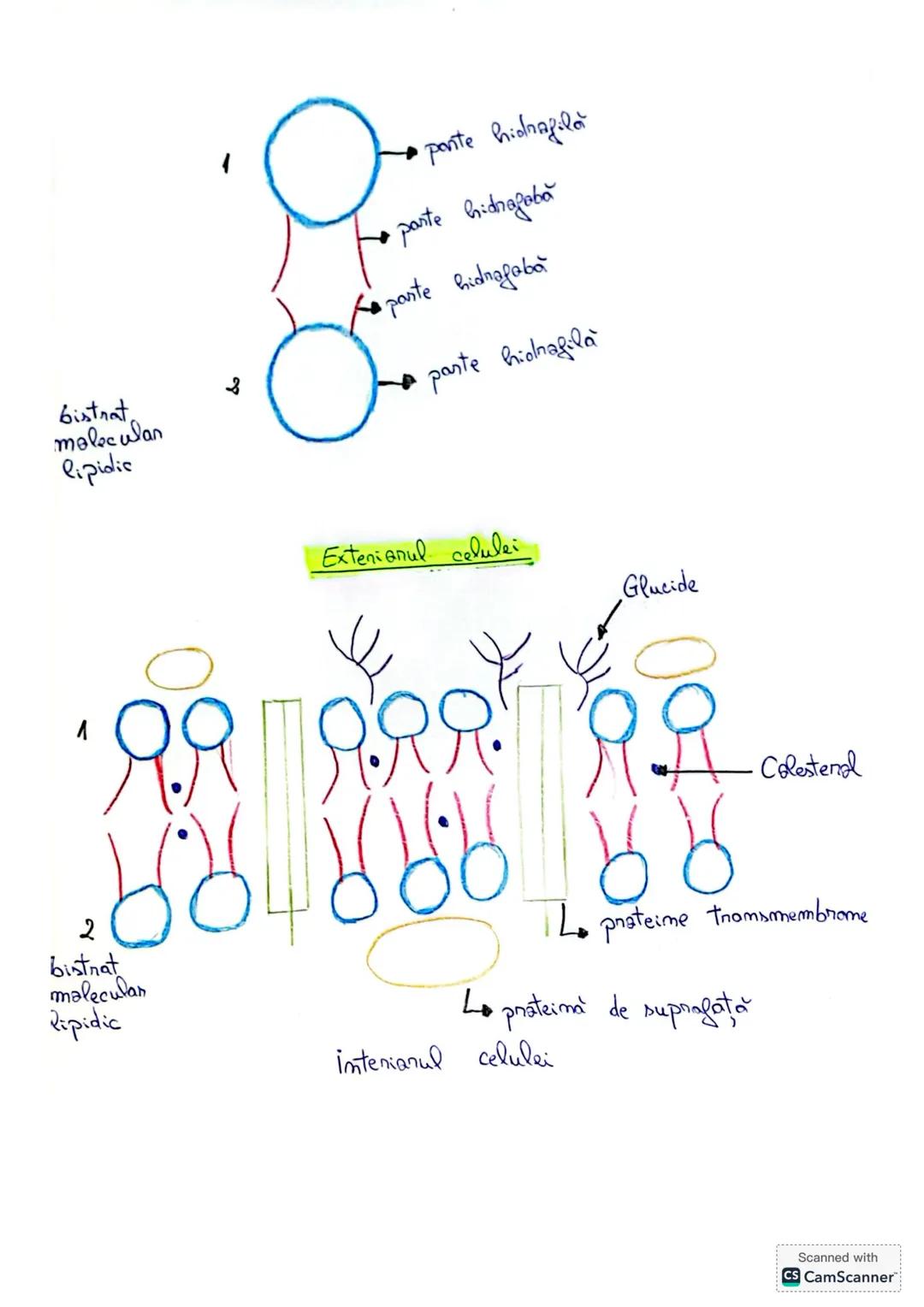 # CELULA EU CARIOTA
## Învelișurile celulare
### 1. PERETELE CELULAR
* **Compoziția chimică:**
* **Polisaharide:** celuloză (la alge)