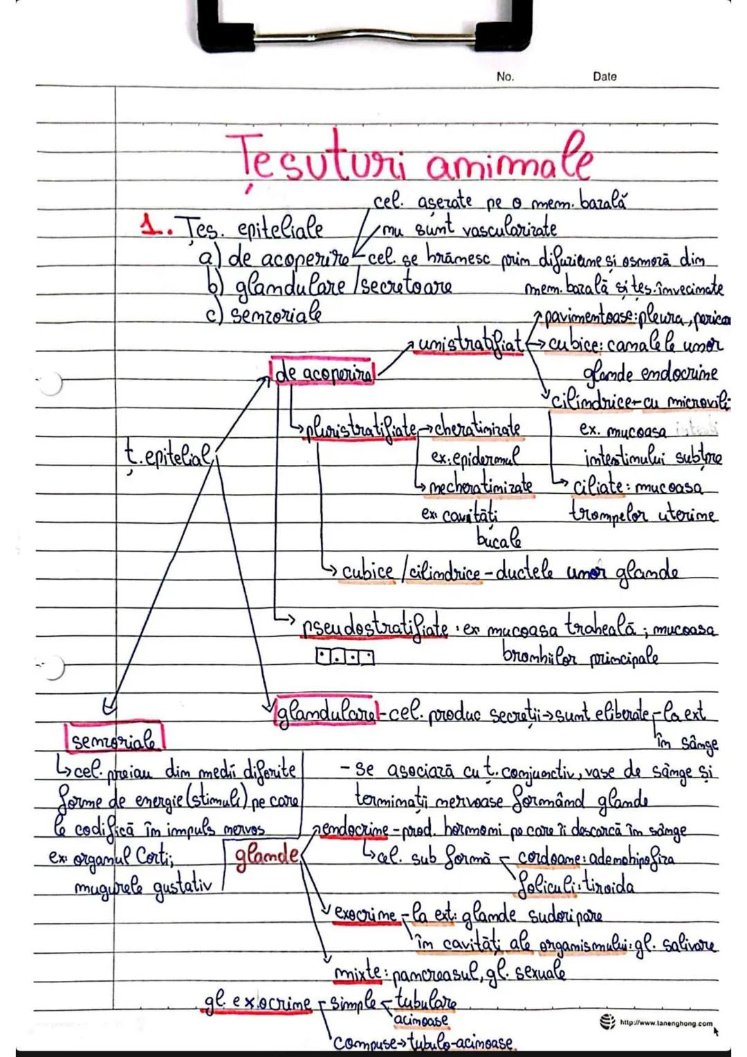 No.
Date
Tesuturi amimale
cel. asezate pe o mem. bazală
1. Tes. epiteliale /mu sunt vascularirate
• se brāmesc prim difuziune si osmoză dim