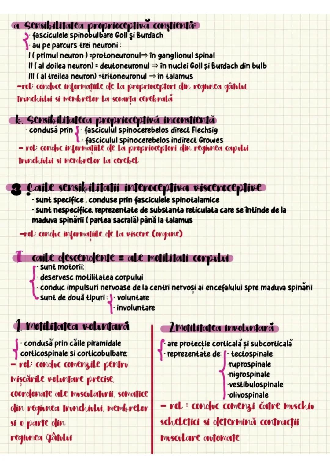 a. Sensibilitatea proprioceptivă conştienta
- fasciculele spinobulbare Goll şi Burdach
-au pe parcurs trei neuroni:
I (primul neuron) =proto