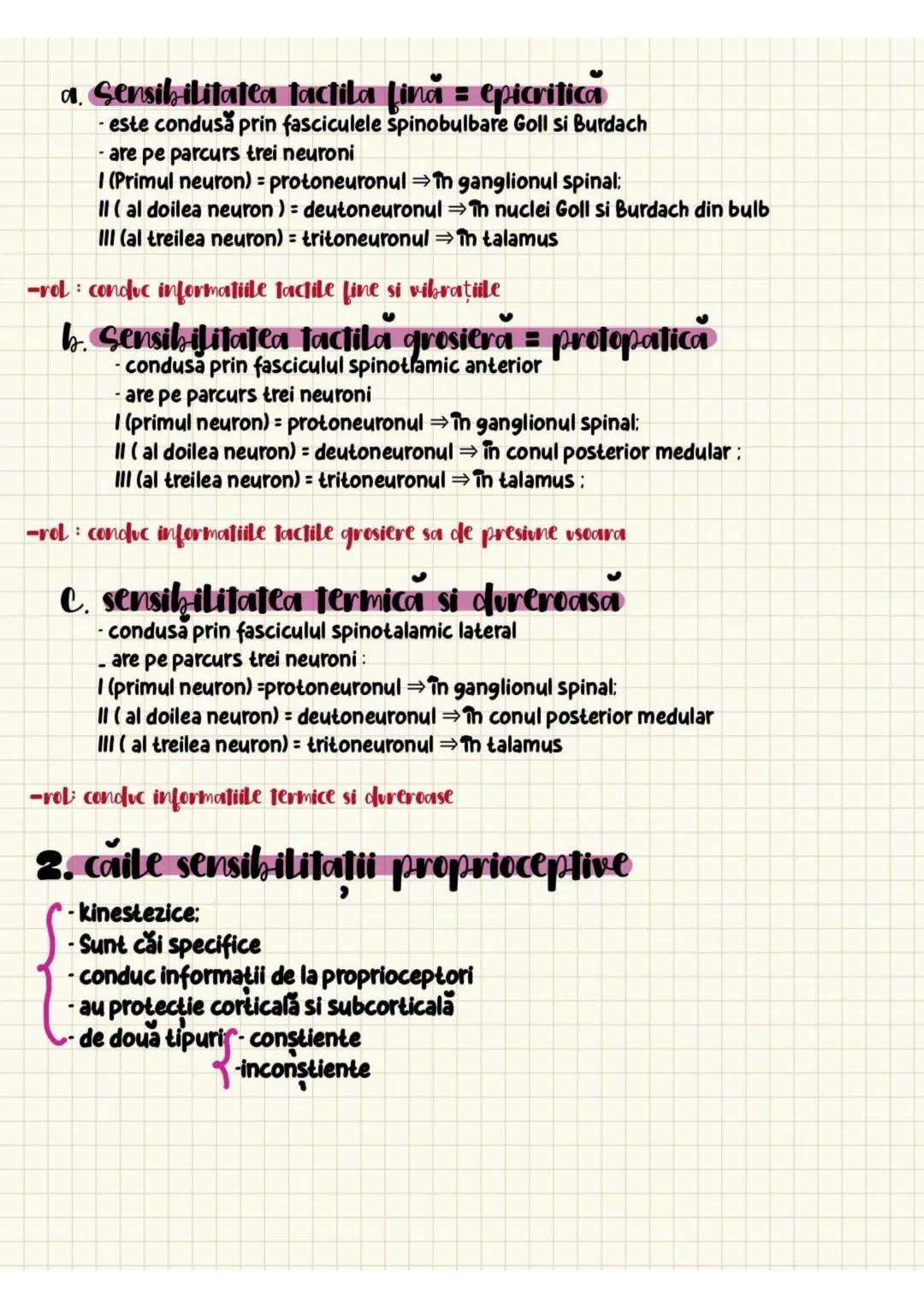 a. Sensibilitatea proprioceptivă conştienta
- fasciculele spinobulbare Goll şi Burdach
-au pe parcurs trei neuroni:
I (primul neuron) =proto