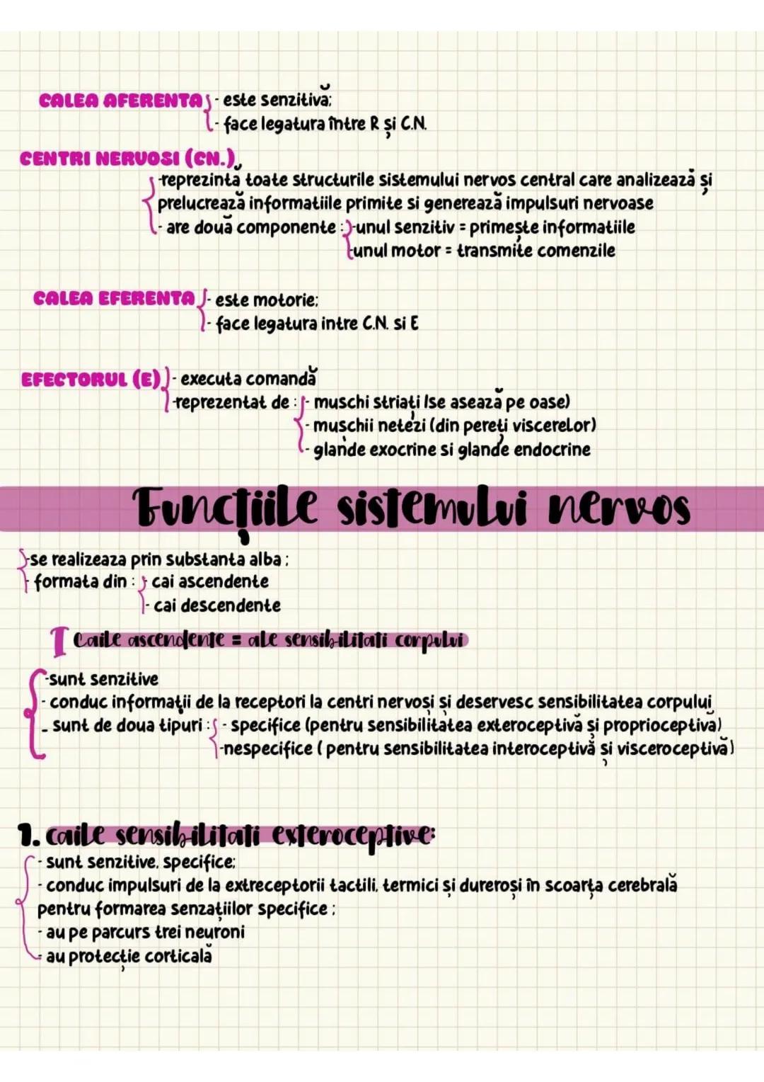 a. Sensibilitatea proprioceptivă conştienta
- fasciculele spinobulbare Goll şi Burdach
-au pe parcurs trei neuroni:
I (primul neuron) =proto