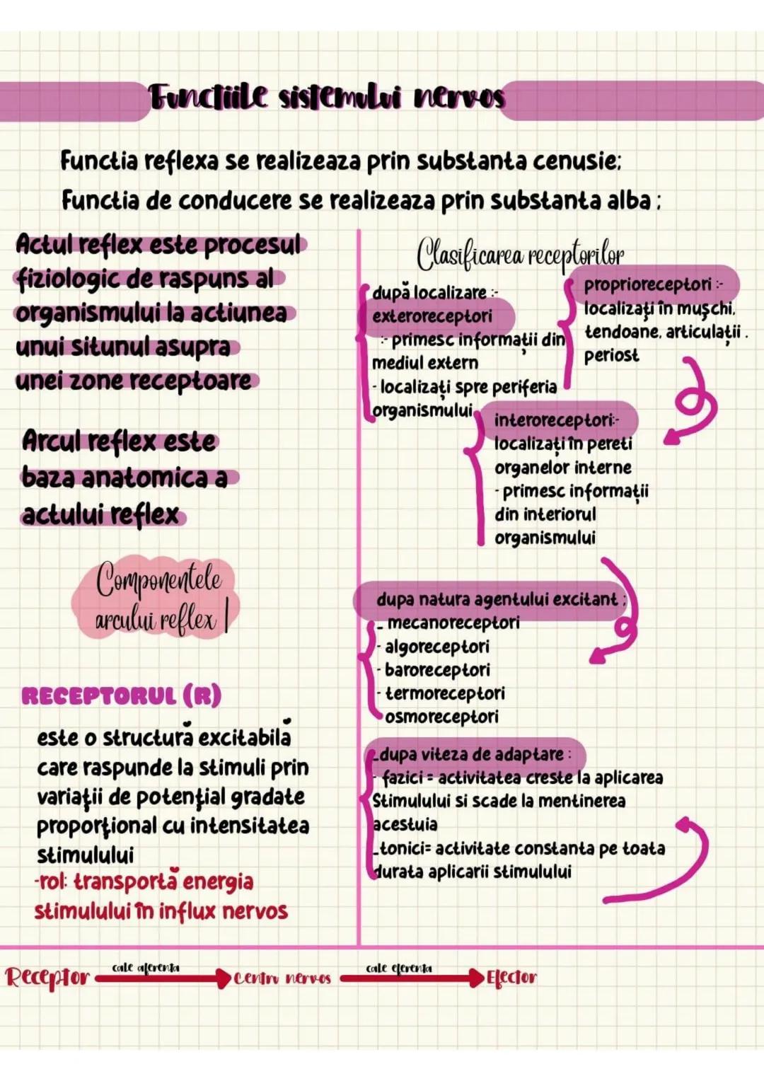 a. Sensibilitatea proprioceptivă conştienta
- fasciculele spinobulbare Goll şi Burdach
-au pe parcurs trei neuroni:
I (primul neuron) =proto