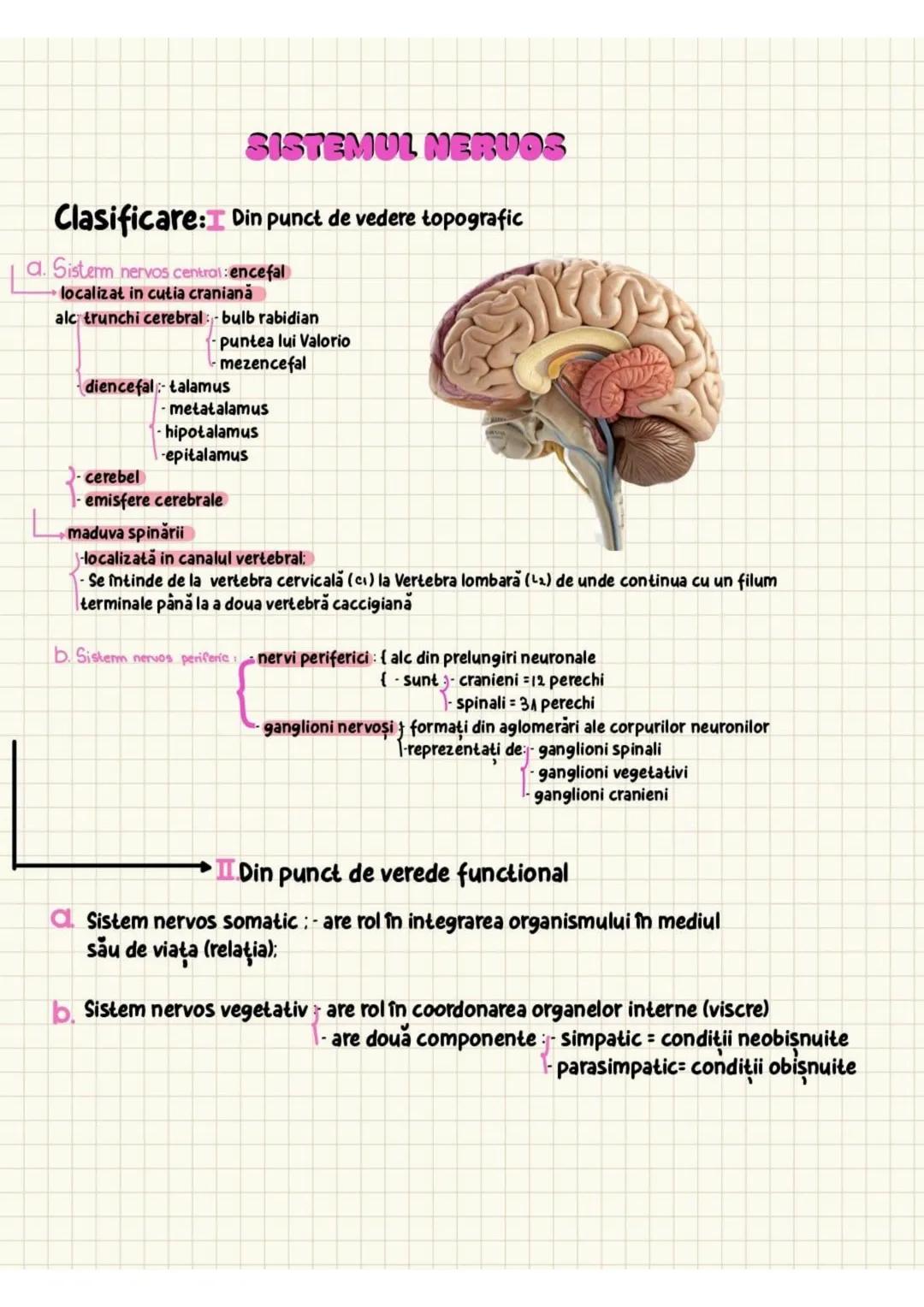 a. Sensibilitatea proprioceptivă conştienta
- fasciculele spinobulbare Goll şi Burdach
-au pe parcurs trei neuroni:
I (primul neuron) =proto