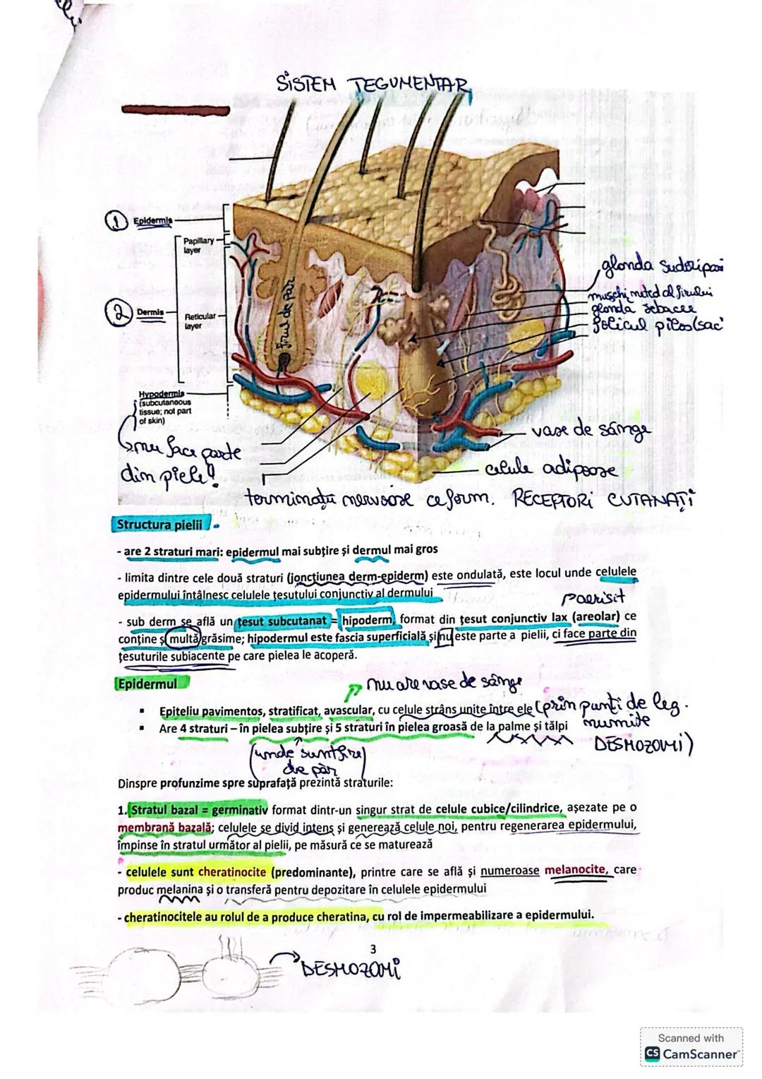 5. Sistemul tegumentar
Sistemul tegumentar este format din:
1.
Piele-cel mai important organ tegumentar
- cel mai mare organ al corpului u
