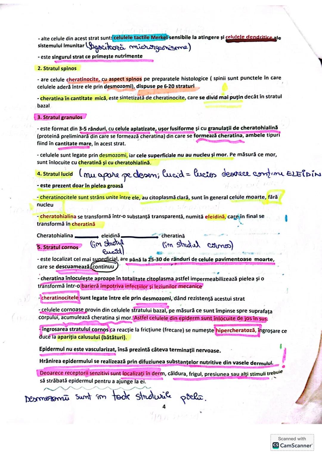5. Sistemul tegumentar
Sistemul tegumentar este format din:
1.
Piele-cel mai important organ tegumentar
- cel mai mare organ al corpului u
