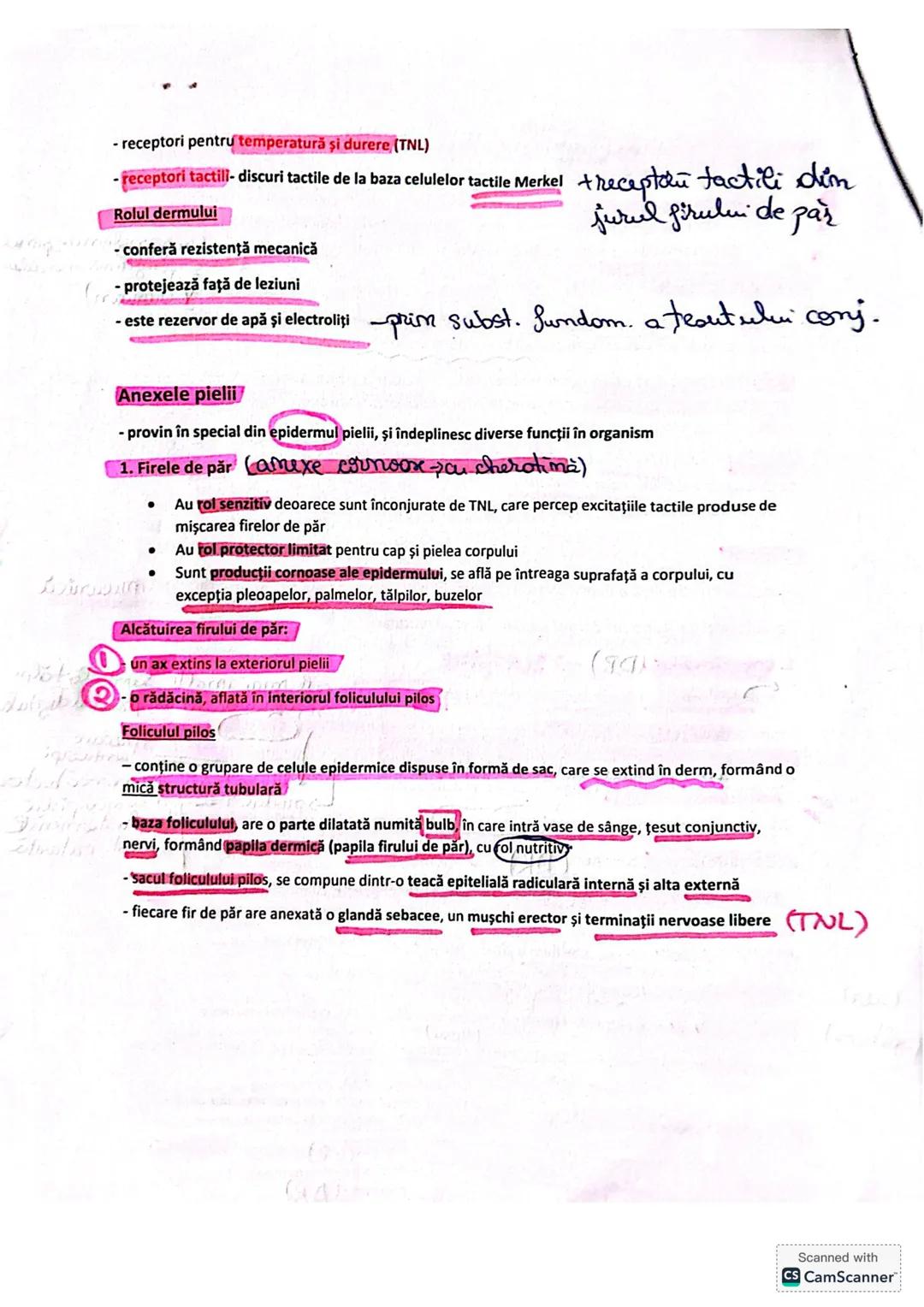 5. Sistemul tegumentar
Sistemul tegumentar este format din:
1.
Piele-cel mai important organ tegumentar
- cel mai mare organ al corpului u