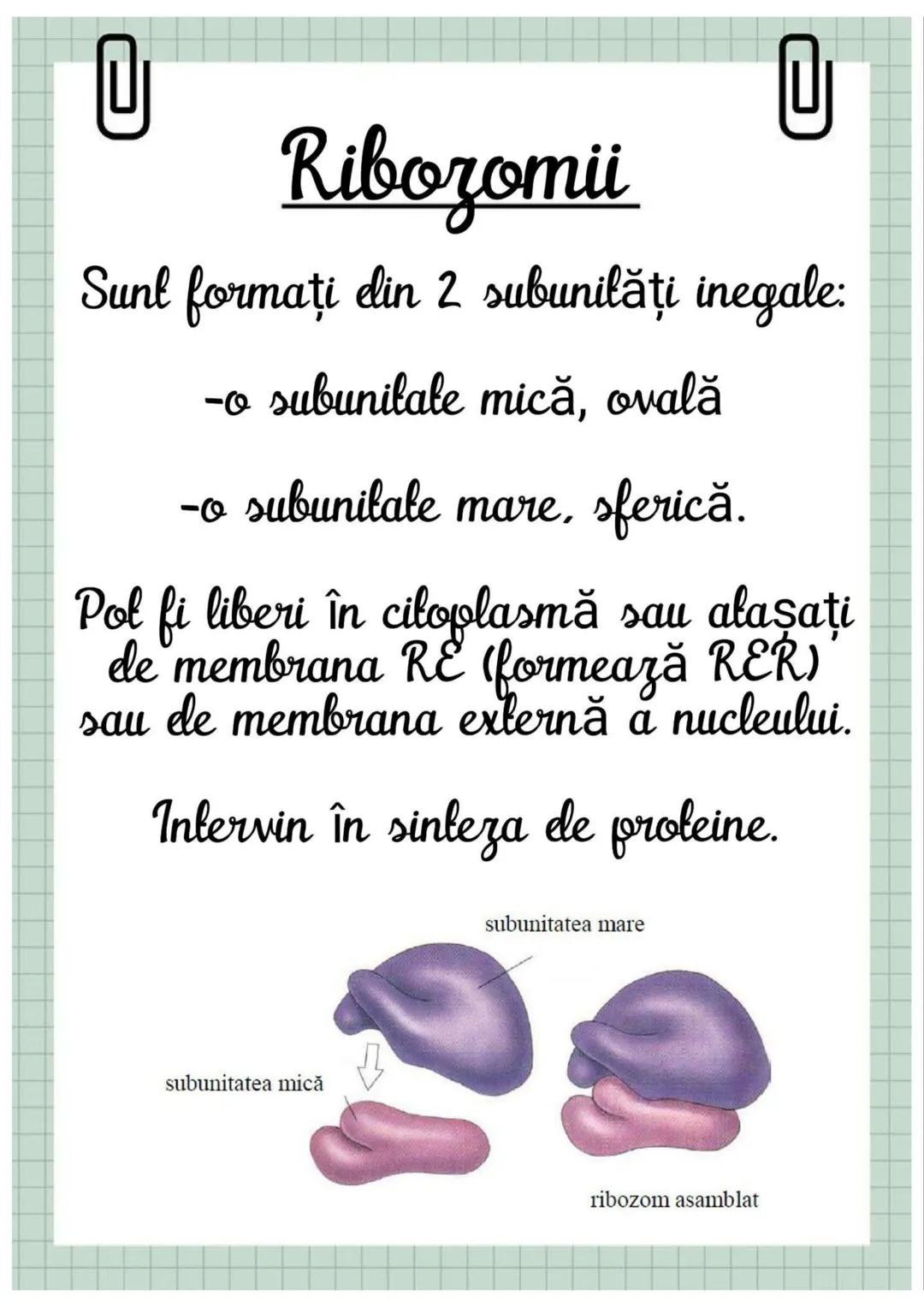 # Biologia
Celula eucariotă
~ Lecție~ 0
# Ce sunt eucariolele?
Organismele vii indiferent de
încadrarea lor sistematică, alică,
aparțin