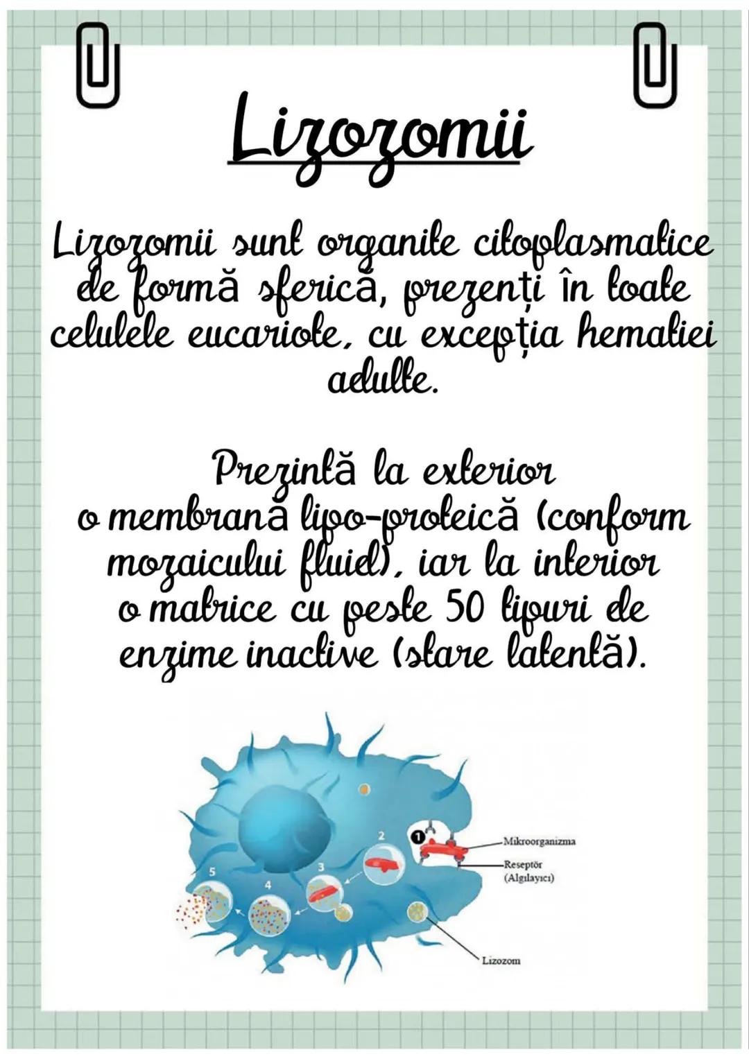 # Biologia
Celula eucariotă
~ Lecție~ 0
# Ce sunt eucariolele?
Organismele vii indiferent de
încadrarea lor sistematică, alică,
aparțin