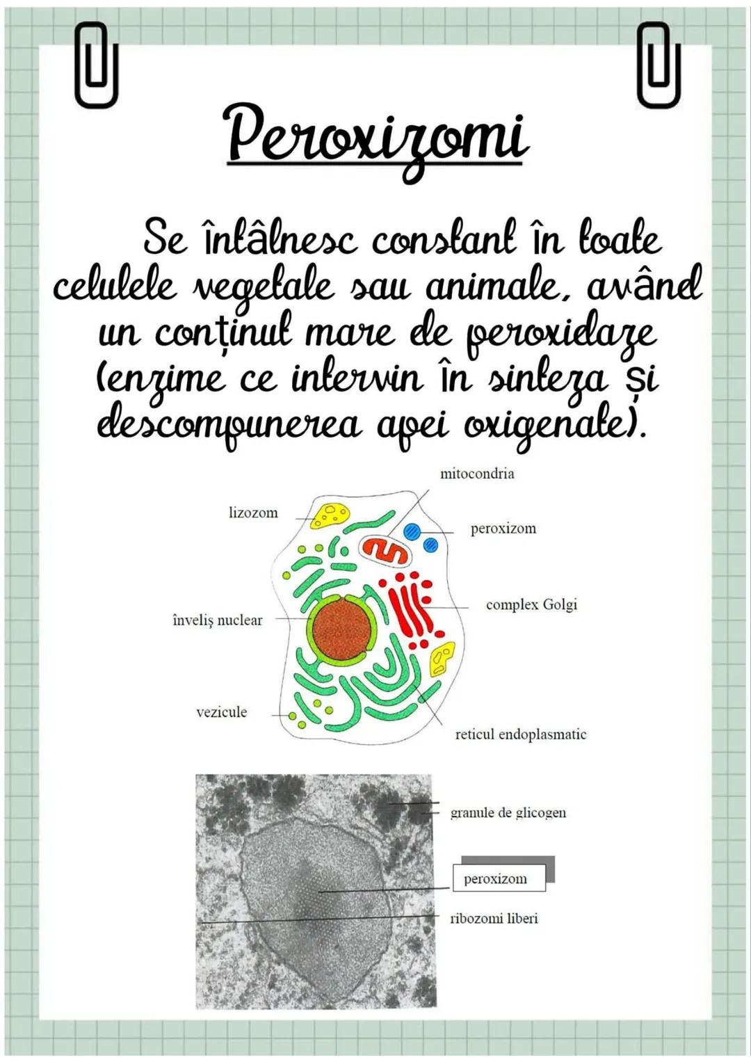 # Biologia
Celula eucariotă
~ Lecție~ 0
# Ce sunt eucariolele?
Organismele vii indiferent de
încadrarea lor sistematică, alică,
aparțin