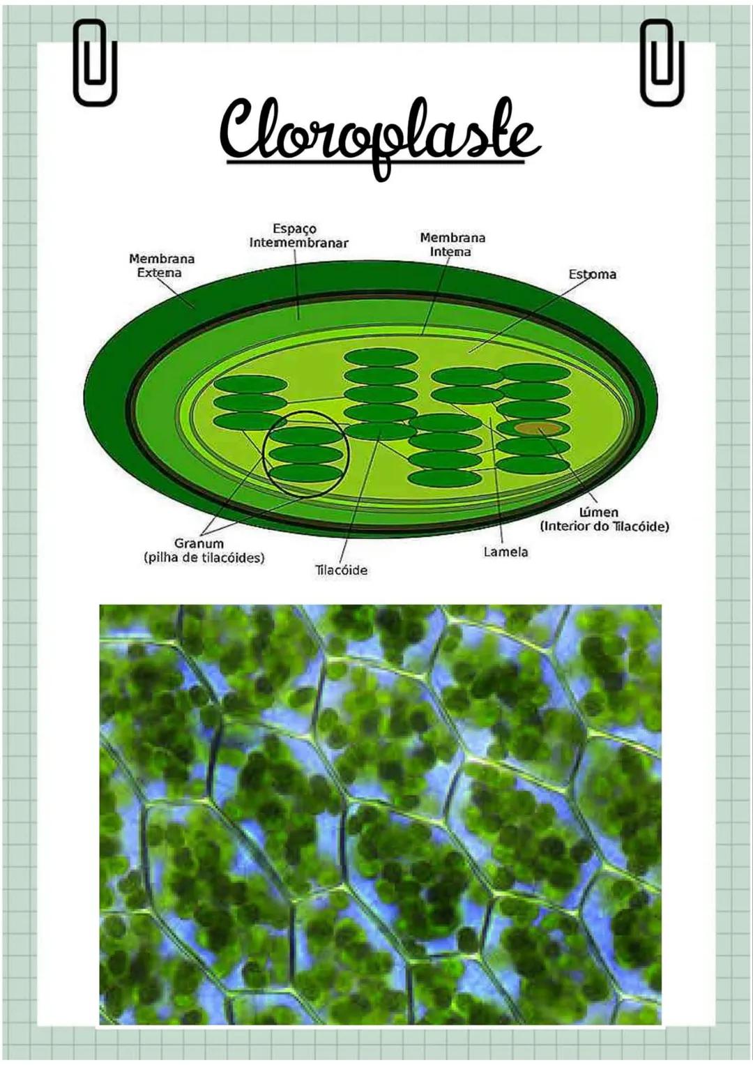 # Biologia
Celula eucariotă
~ Lecție~ 0
# Ce sunt eucariolele?
Organismele vii indiferent de
încadrarea lor sistematică, alică,
aparțin