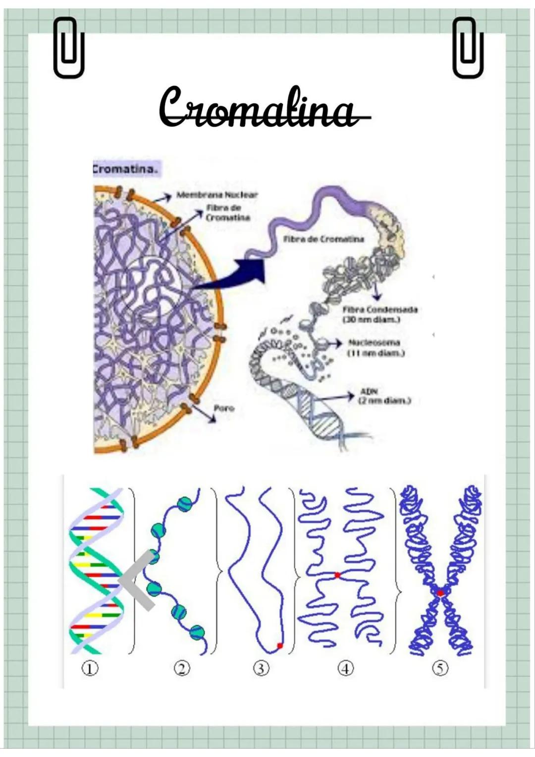 # Biologia
Celula eucariotă
~ Lecție~ 0
# Ce sunt eucariolele?
Organismele vii indiferent de
încadrarea lor sistematică, alică,
aparțin
