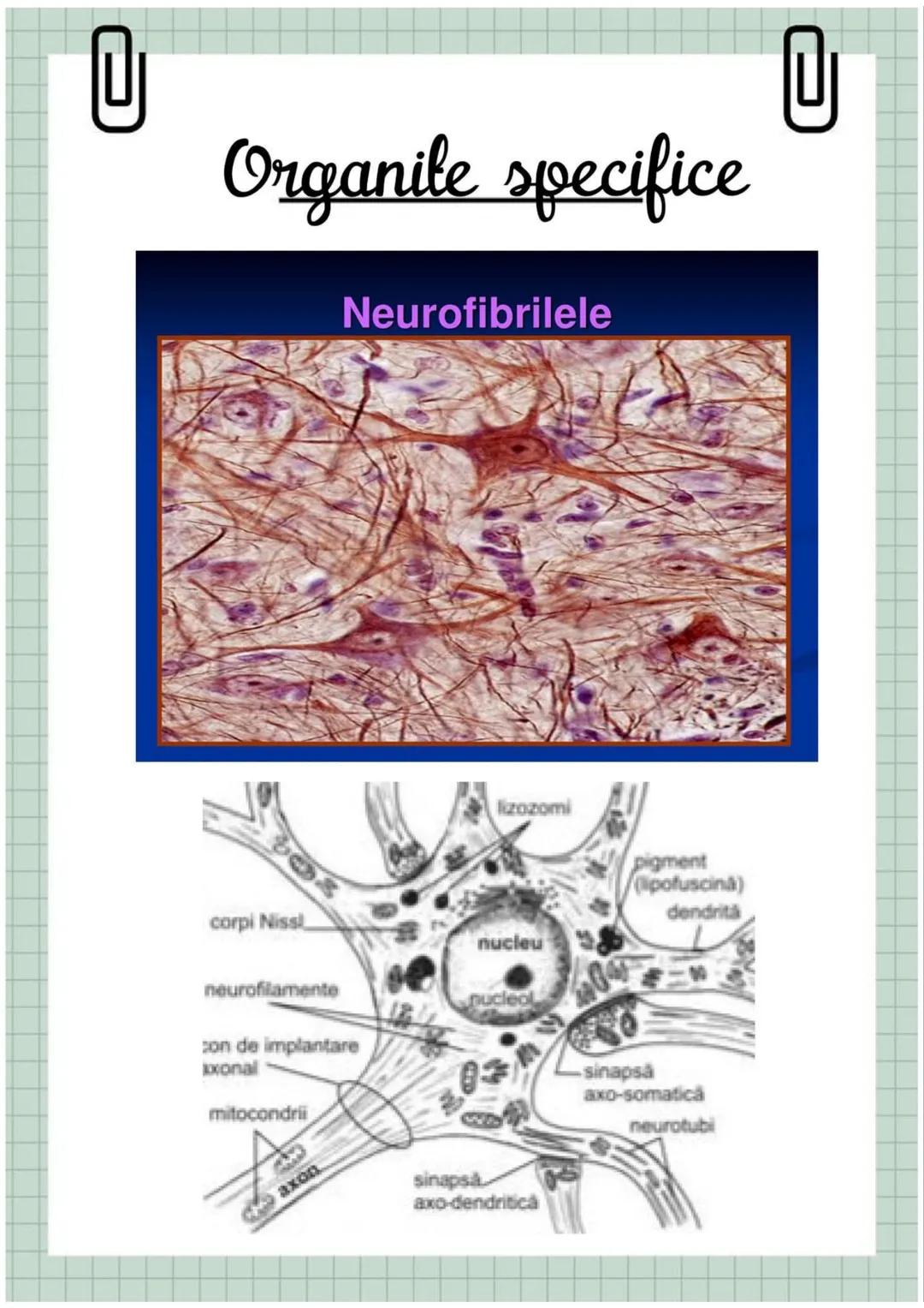 # Biologia
Celula eucariotă
~ Lecție~ 0
# Ce sunt eucariolele?
Organismele vii indiferent de
încadrarea lor sistematică, alică,
aparțin