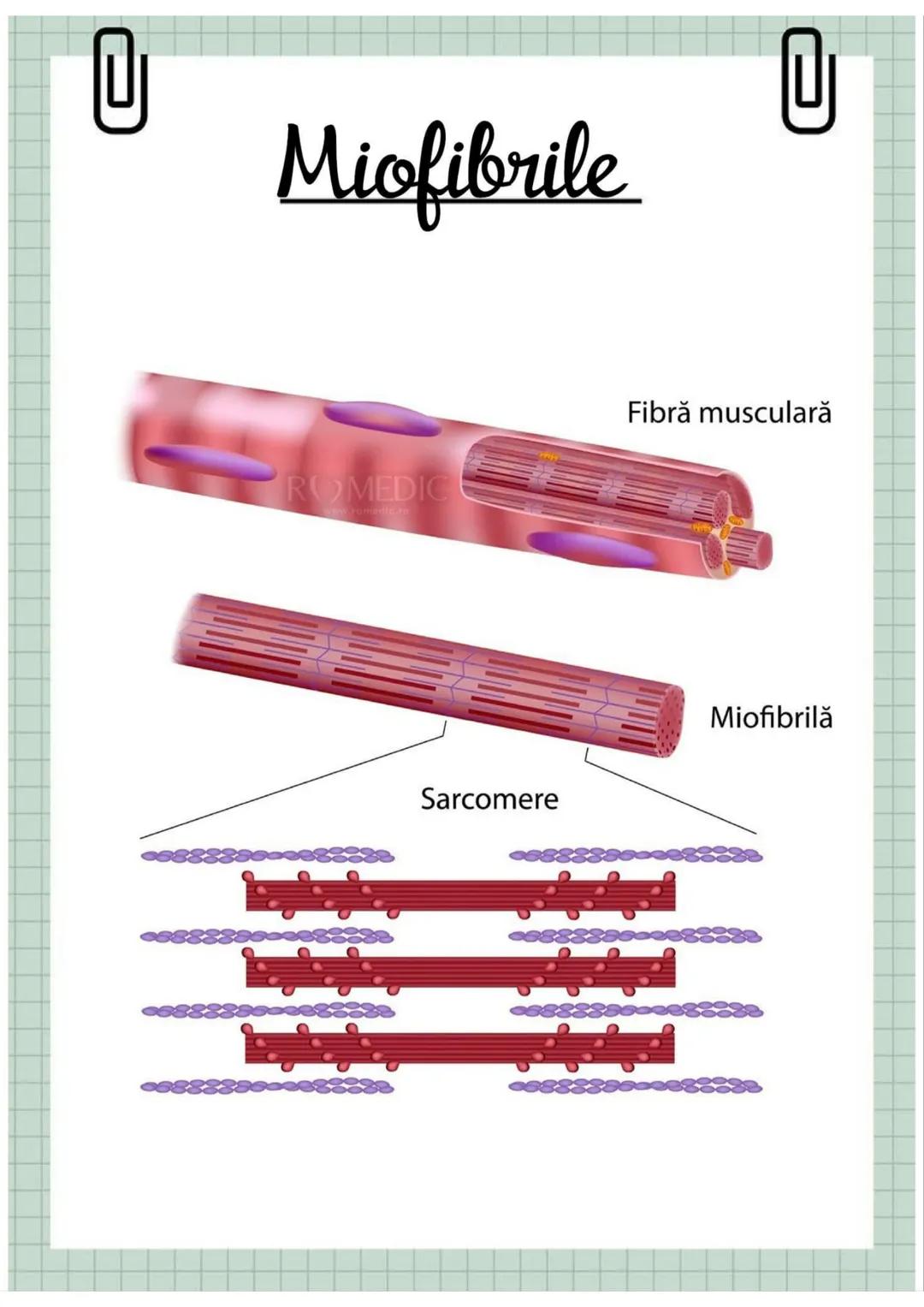 # Biologia
Celula eucariotă
~ Lecție~ 0
# Ce sunt eucariolele?
Organismele vii indiferent de
încadrarea lor sistematică, alică,
aparțin