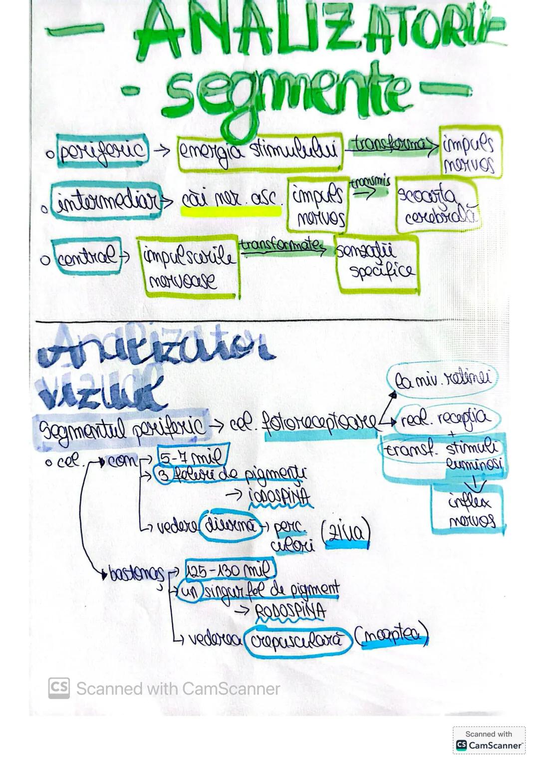 - ANALIZATORLE
- segmente-
* periferic $\rightarrow$ energia stimulului transforma impuls
tromsmis
mervos
* intermediars cai ner asc. im