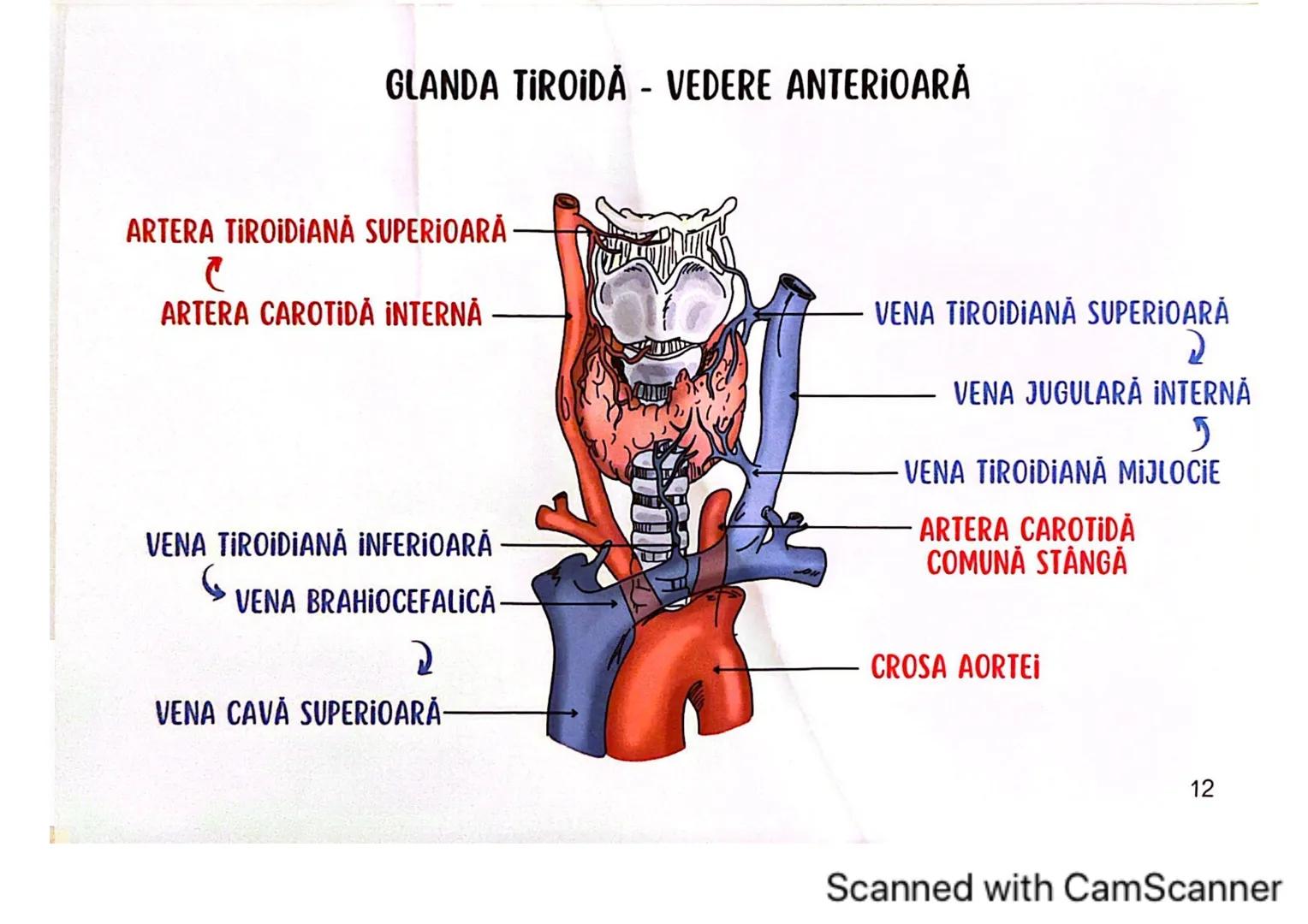 # MEDICINIST
# SISTEMUL
# ENDOCRIN
Scanned with CamScanner # SISTEMUL ENDOCRIN
# CUPRINDE:
GLANDE ENDOCRINE
CELULE ENDOCRINE
dispuse di