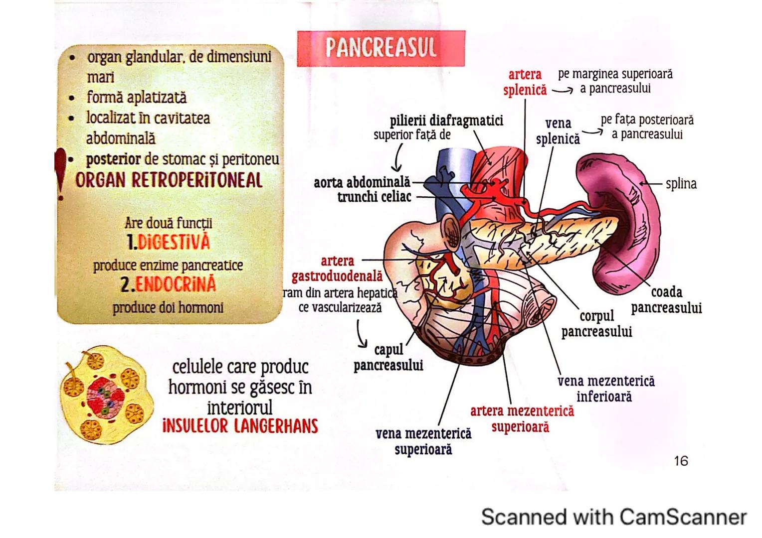 # MEDICINIST
# SISTEMUL
# ENDOCRIN
Scanned with CamScanner # SISTEMUL ENDOCRIN
# CUPRINDE:
GLANDE ENDOCRINE
CELULE ENDOCRINE
dispuse di