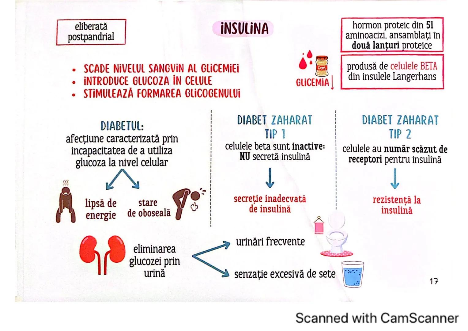 # MEDICINIST
# SISTEMUL
# ENDOCRIN
Scanned with CamScanner # SISTEMUL ENDOCRIN
# CUPRINDE:
GLANDE ENDOCRINE
CELULE ENDOCRINE
dispuse di