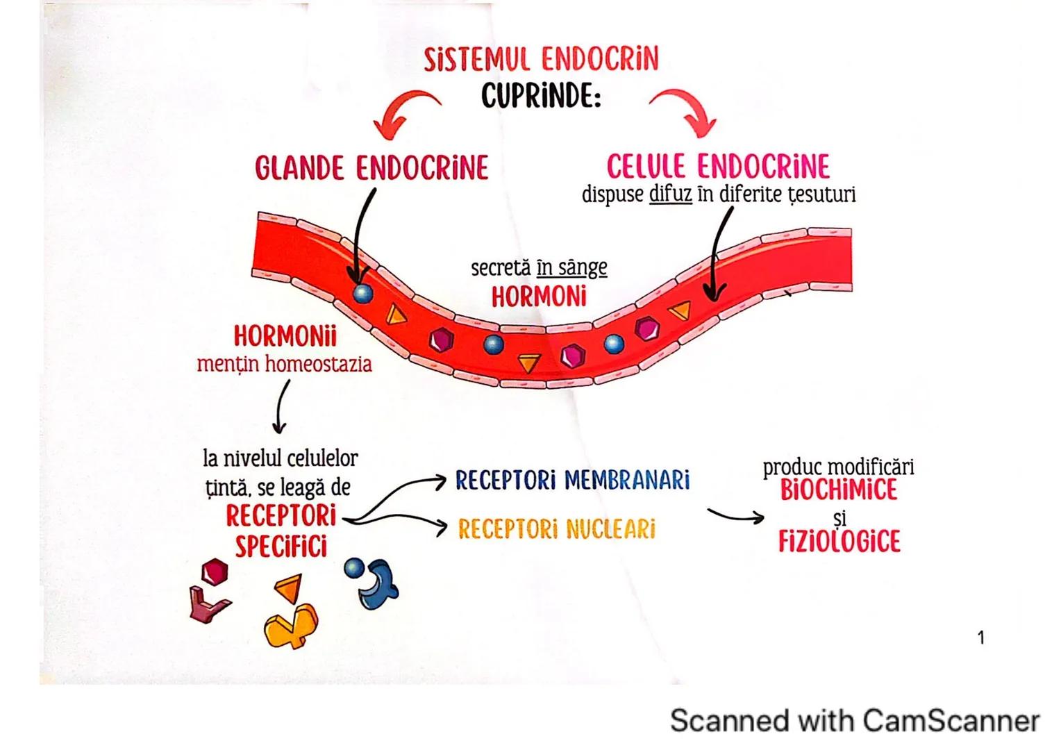 # MEDICINIST
# SISTEMUL
# ENDOCRIN
Scanned with CamScanner # SISTEMUL ENDOCRIN
# CUPRINDE:
GLANDE ENDOCRINE
CELULE ENDOCRINE
dispuse di