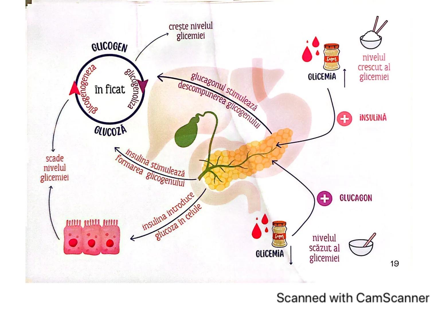# MEDICINIST
# SISTEMUL
# ENDOCRIN
Scanned with CamScanner # SISTEMUL ENDOCRIN
# CUPRINDE:
GLANDE ENDOCRINE
CELULE ENDOCRINE
dispuse di