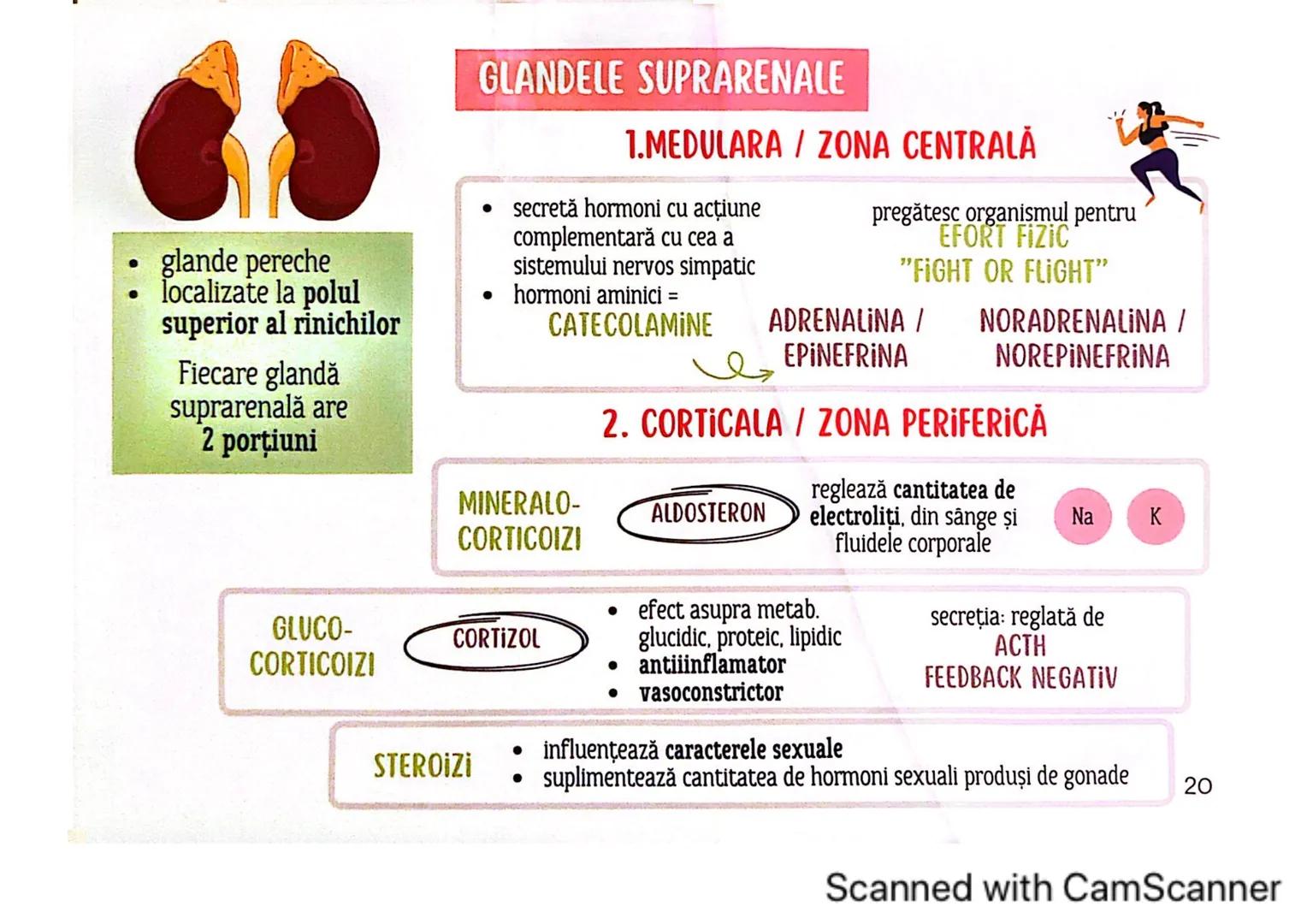 # MEDICINIST
# SISTEMUL
# ENDOCRIN
Scanned with CamScanner # SISTEMUL ENDOCRIN
# CUPRINDE:
GLANDE ENDOCRINE
CELULE ENDOCRINE
dispuse di