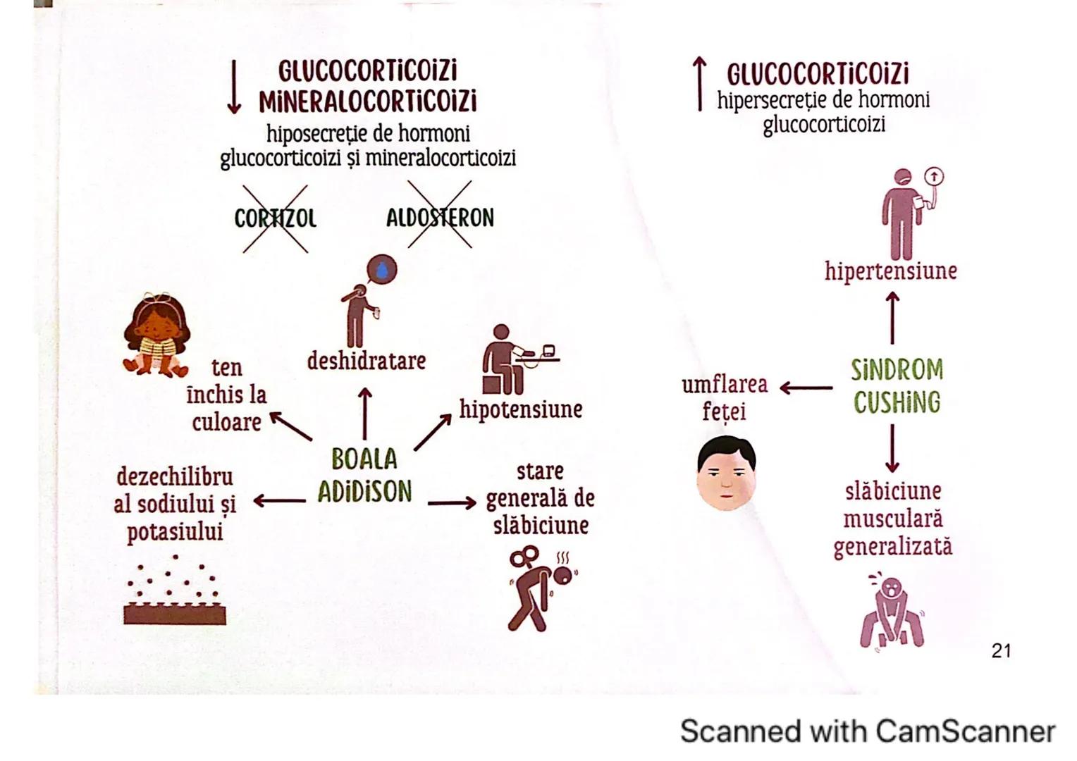 # MEDICINIST
# SISTEMUL
# ENDOCRIN
Scanned with CamScanner # SISTEMUL ENDOCRIN
# CUPRINDE:
GLANDE ENDOCRINE
CELULE ENDOCRINE
dispuse di