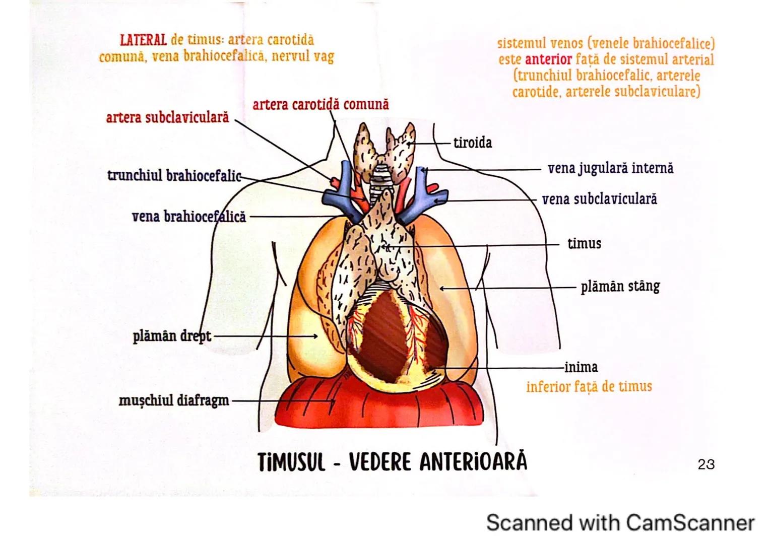 # MEDICINIST
# SISTEMUL
# ENDOCRIN
Scanned with CamScanner # SISTEMUL ENDOCRIN
# CUPRINDE:
GLANDE ENDOCRINE
CELULE ENDOCRINE
dispuse di