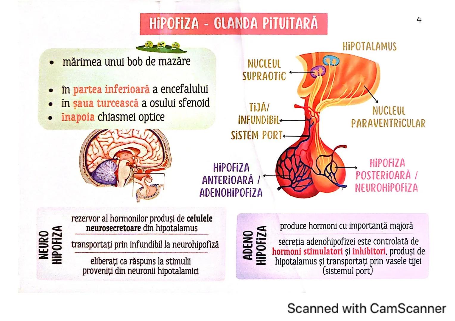 # MEDICINIST
# SISTEMUL
# ENDOCRIN
Scanned with CamScanner # SISTEMUL ENDOCRIN
# CUPRINDE:
GLANDE ENDOCRINE
CELULE ENDOCRINE
dispuse di