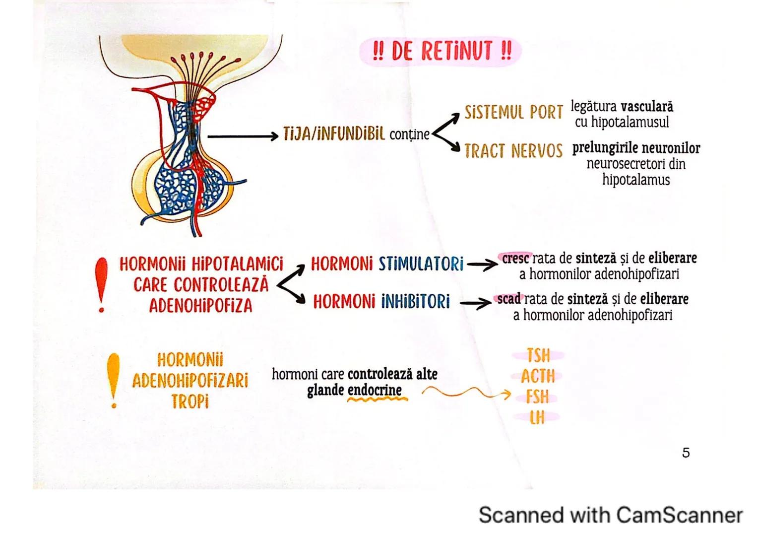 # MEDICINIST
# SISTEMUL
# ENDOCRIN
Scanned with CamScanner # SISTEMUL ENDOCRIN
# CUPRINDE:
GLANDE ENDOCRINE
CELULE ENDOCRINE
dispuse di
