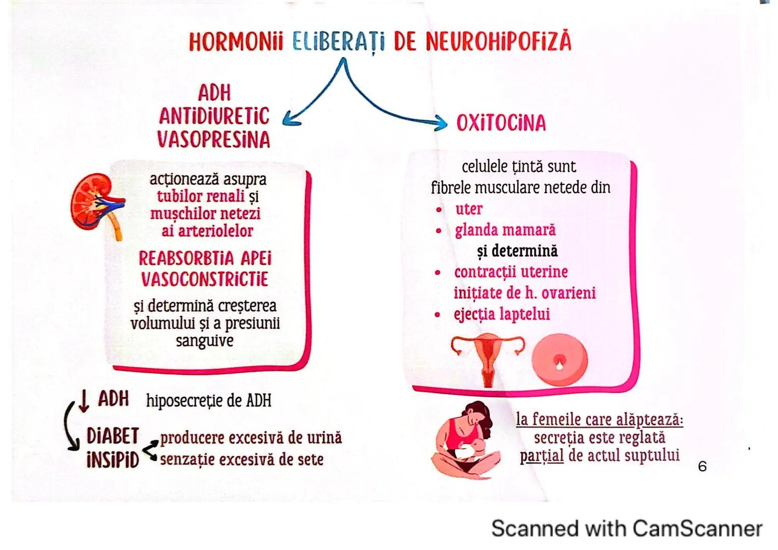 # MEDICINIST
# SISTEMUL
# ENDOCRIN
Scanned with CamScanner # SISTEMUL ENDOCRIN
# CUPRINDE:
GLANDE ENDOCRINE
CELULE ENDOCRINE
dispuse di