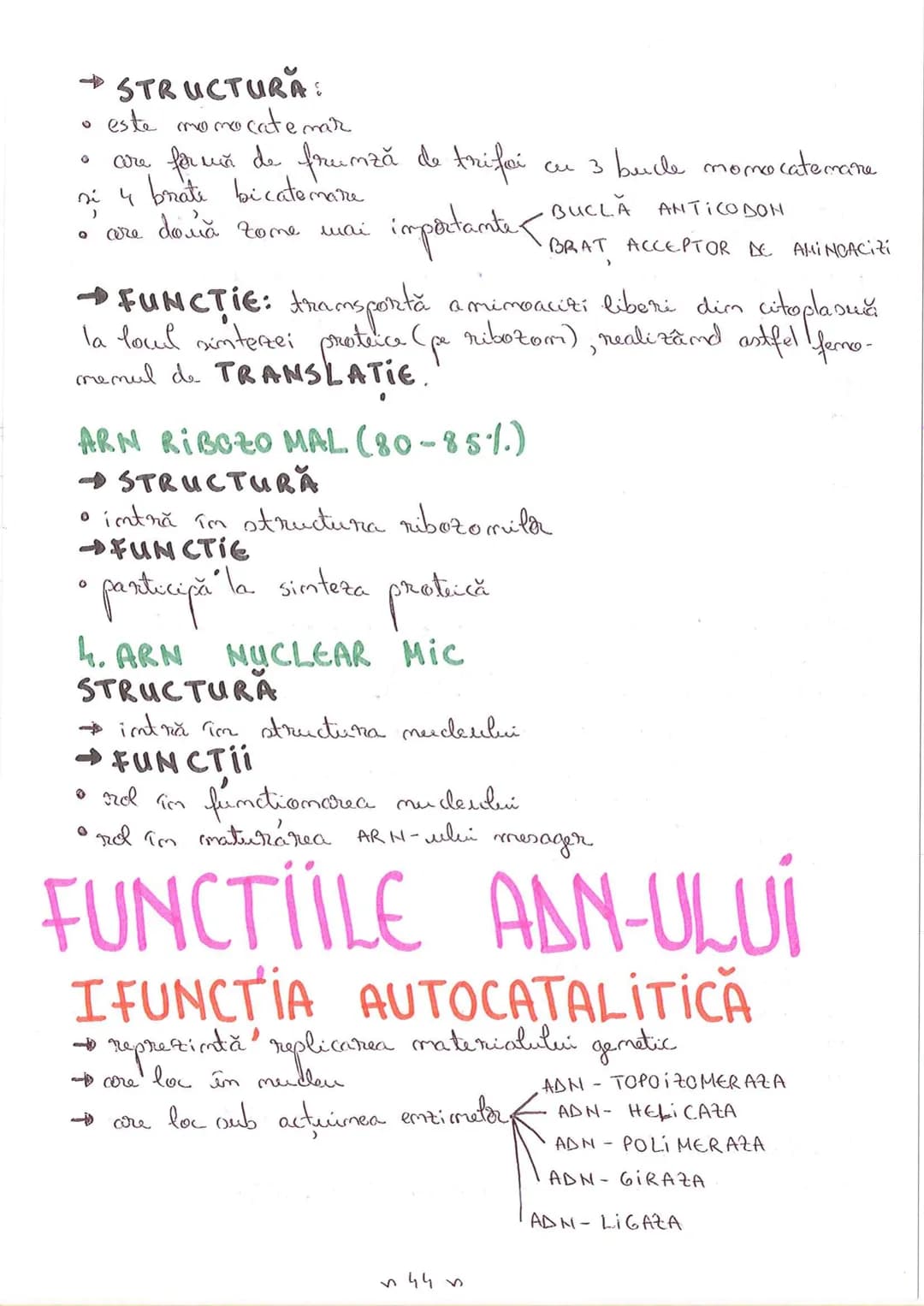 # SEGMENTELE CORPULUI UMAN
I CAP - alcătuit din
- NEUROCRANIU
- VISCEROCRANIU
II GÂT
III TRUNCHI format din
- TORACE
- ABDOMEN