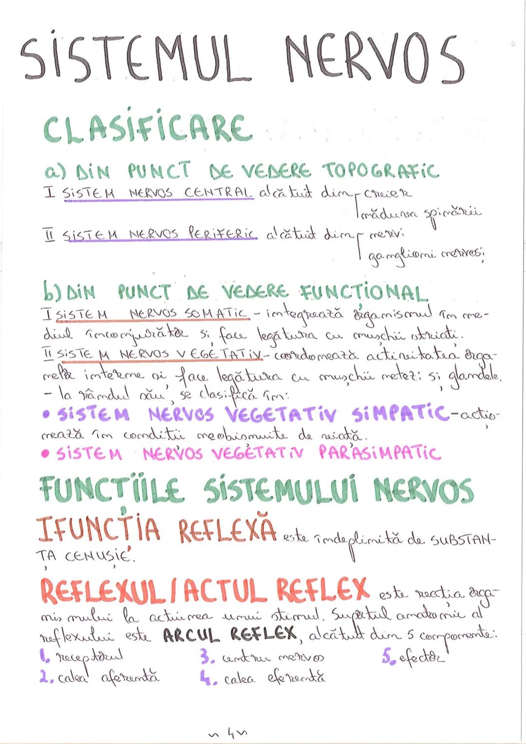 # SEGMENTELE CORPULUI UMAN
I CAP - alcătuit din
- NEUROCRANIU
- VISCEROCRANIU
II GÂT
III TRUNCHI format din
- TORACE
- ABDOMEN